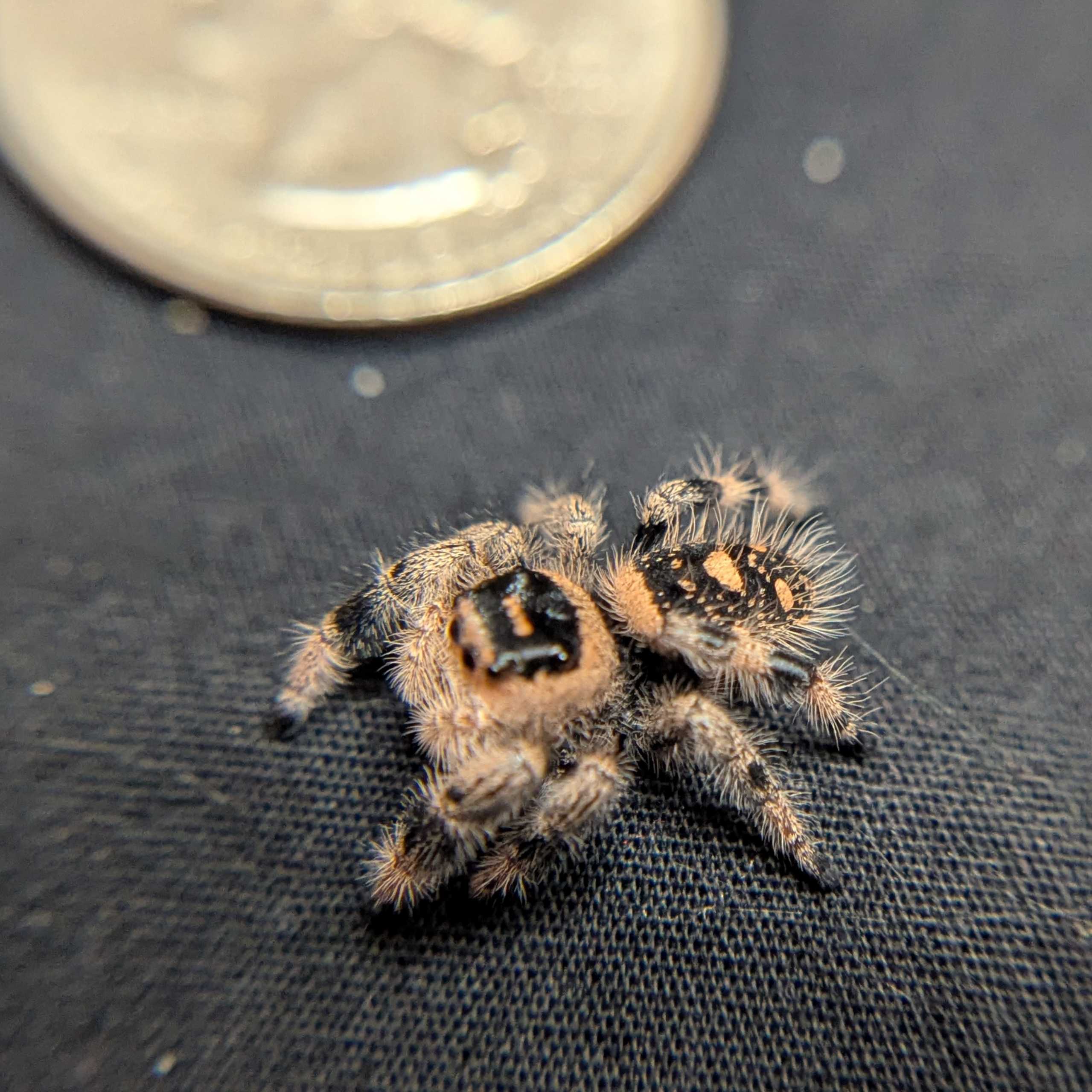 Regal Jumping Spider “Amberlyn”