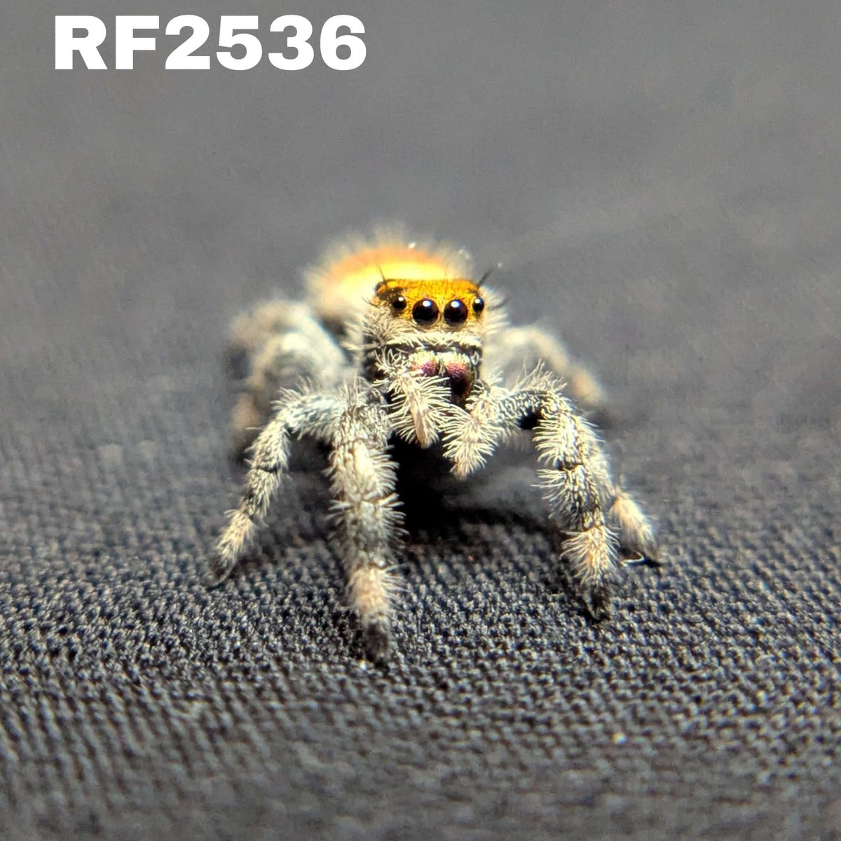 Regal Jumping Spider “Candied Yams”