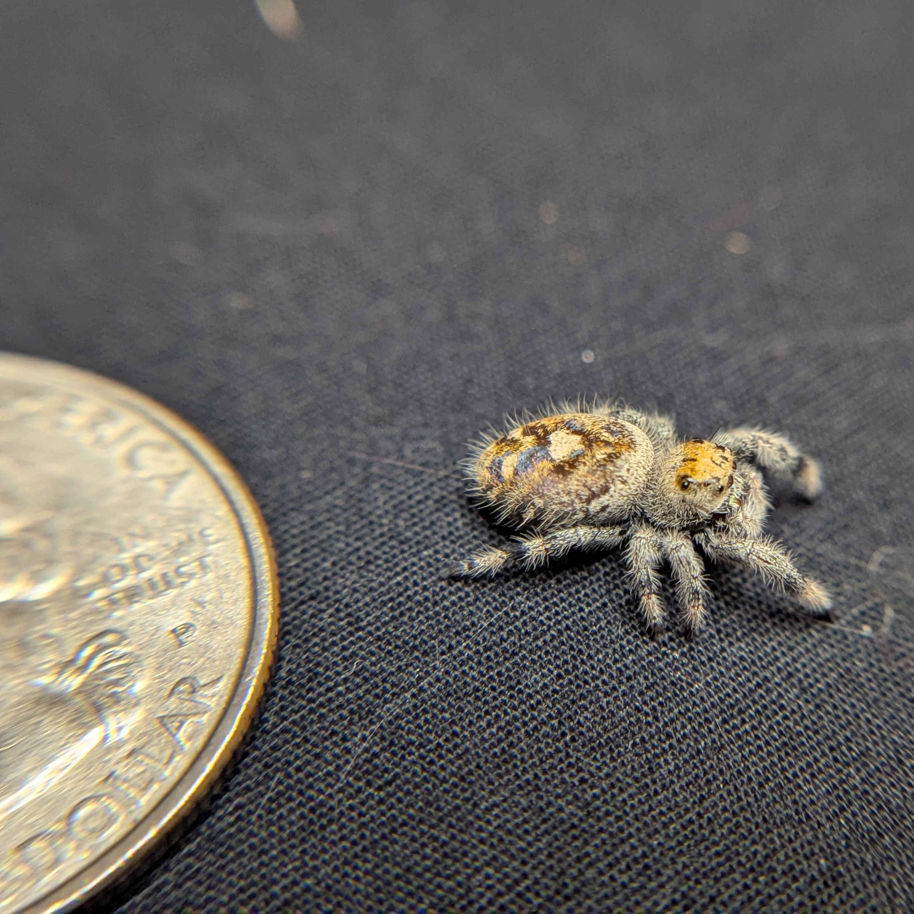 Regal Jumping Spider “Sable”