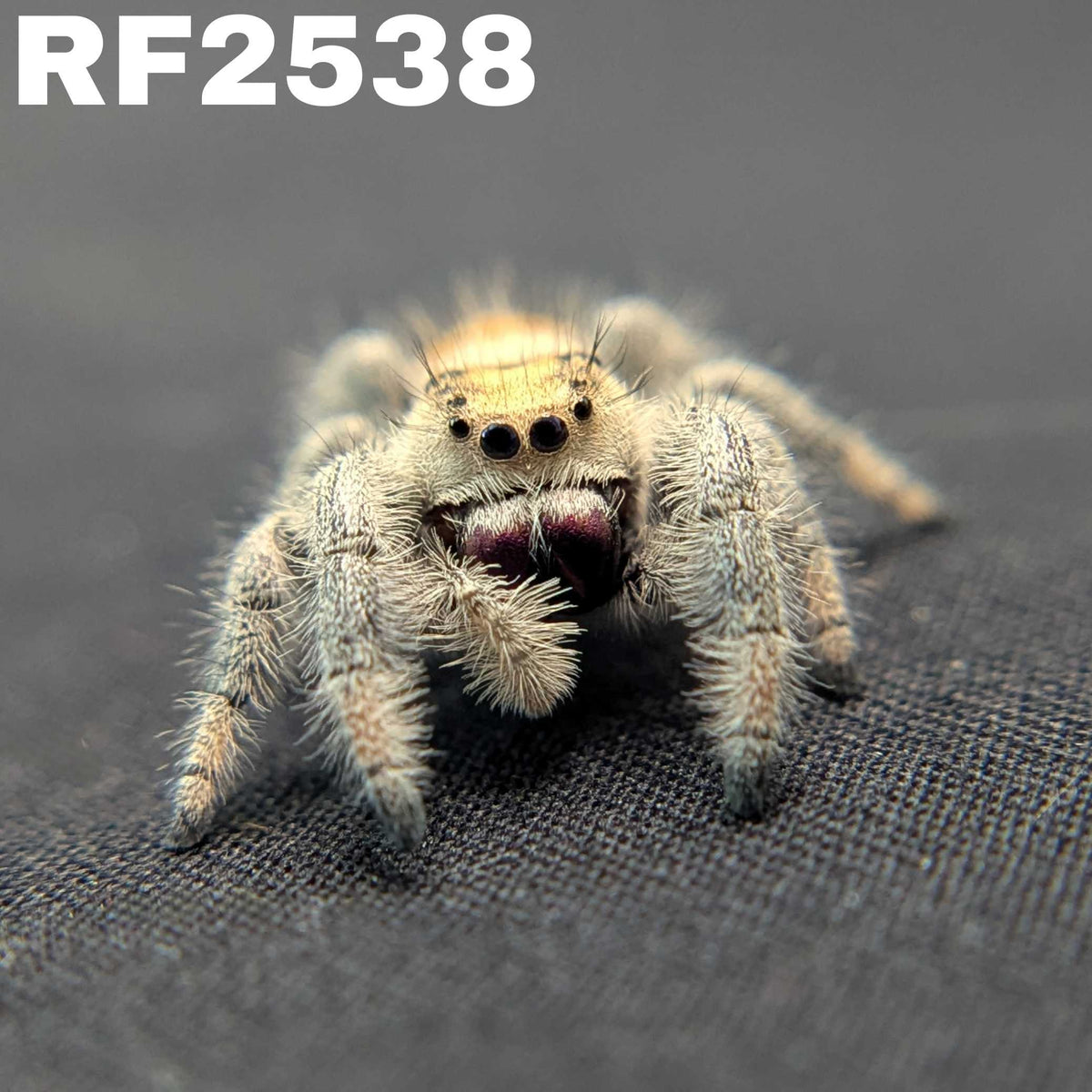 Regal Jumping Spider “Berry Biscuit”