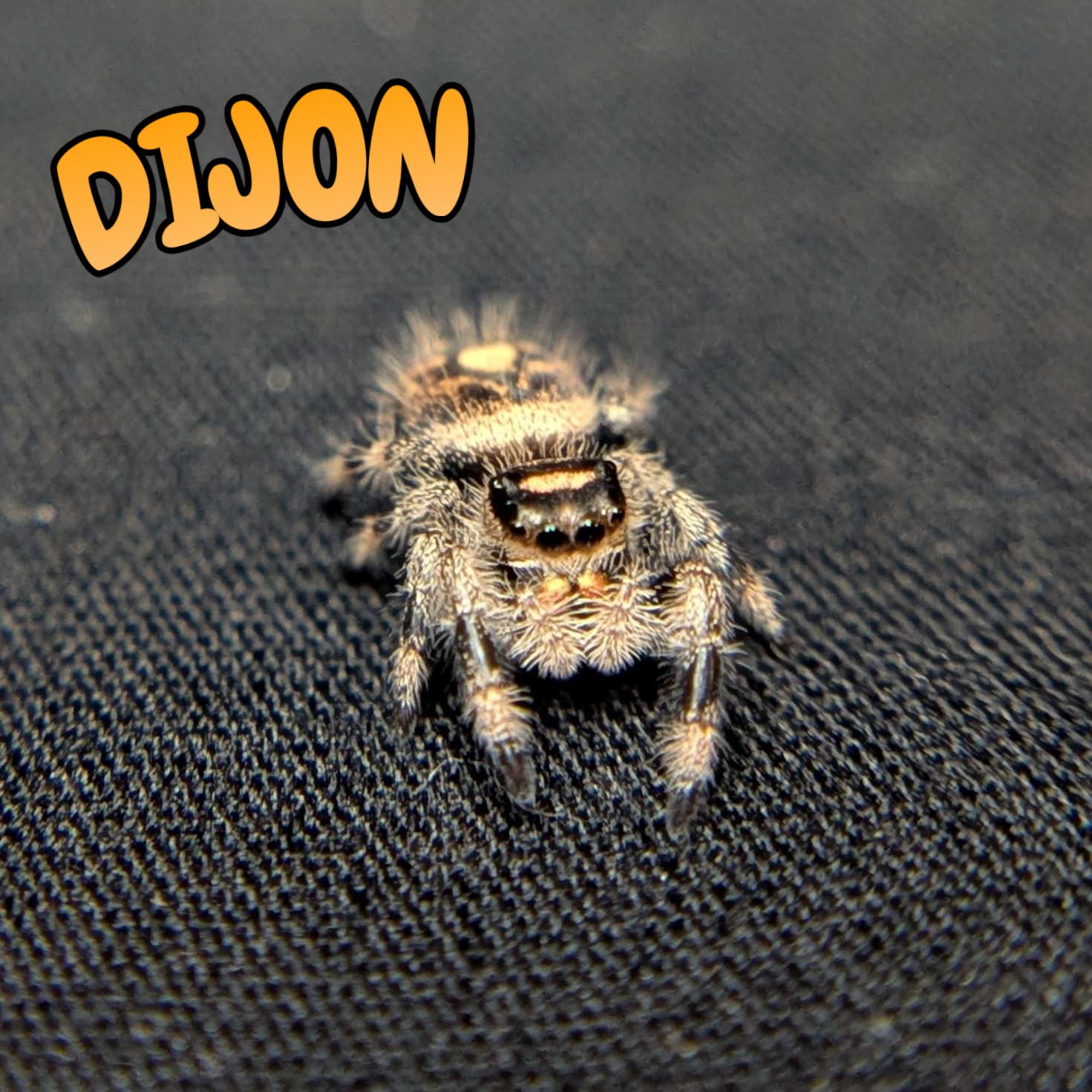 Regal Jumping Spider “Dijon”