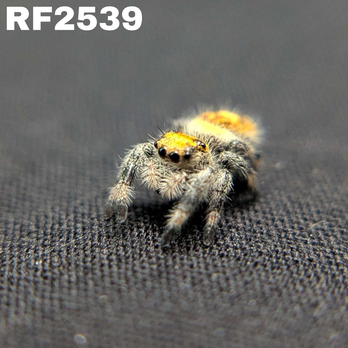 Regal Jumping Spider "Glowpetal"
