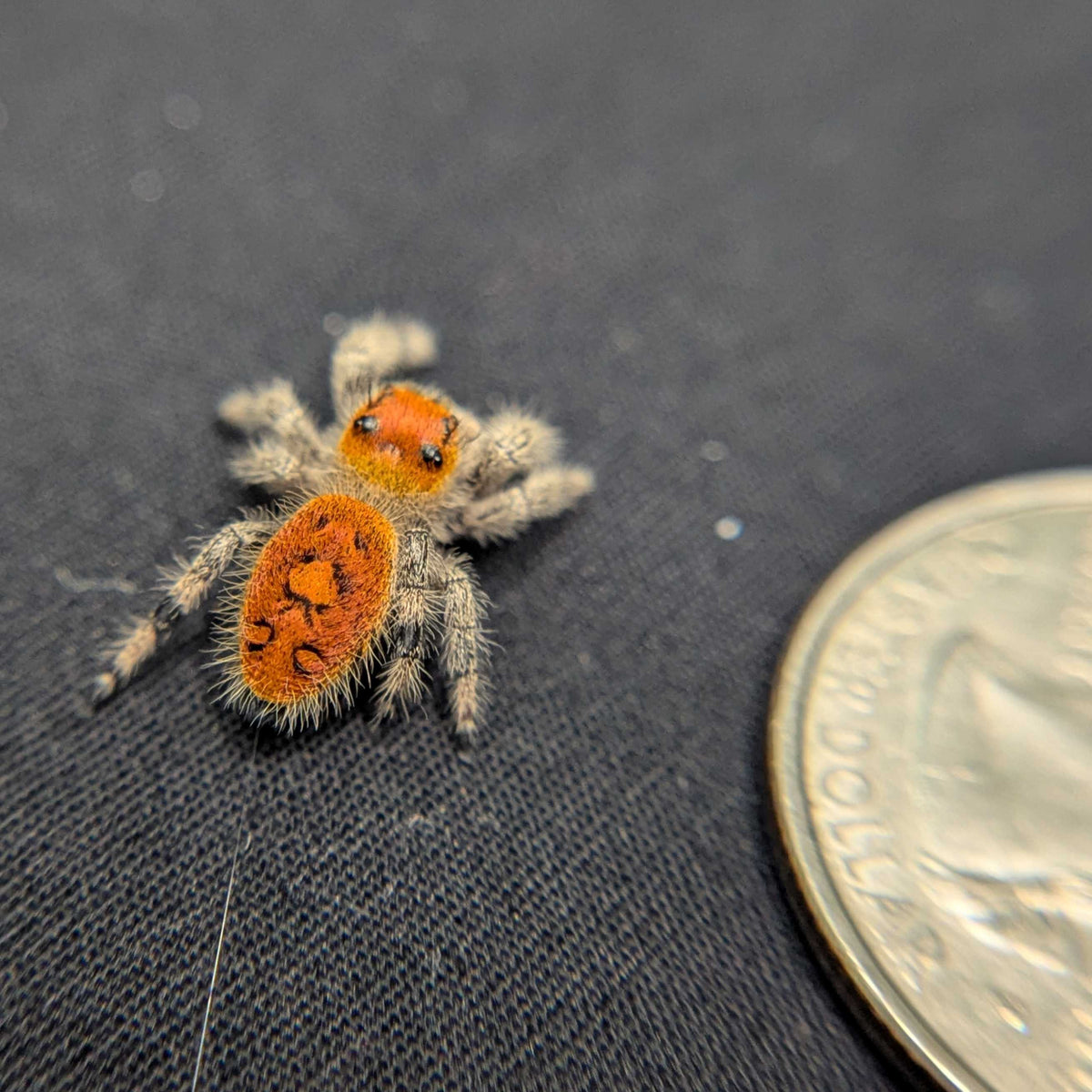 Regal Jumping Spider “Gooseberry”