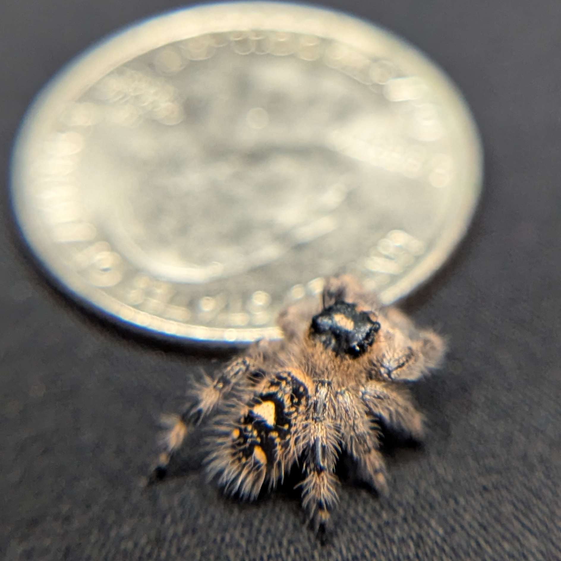 Regal Jumping Spider "Bubbles"