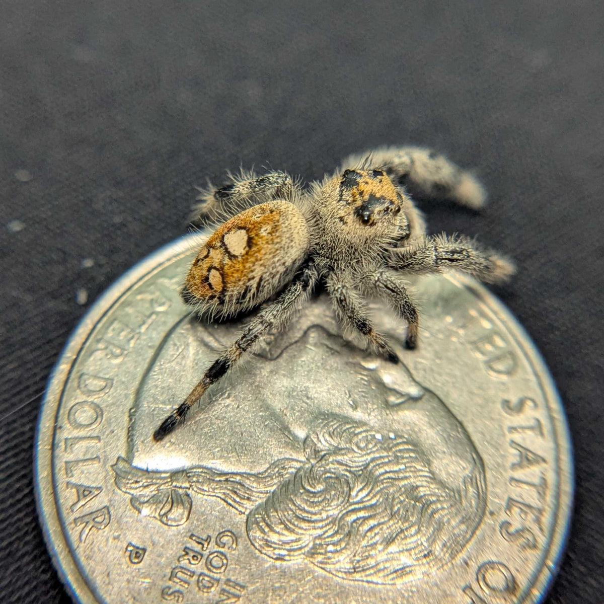 Regal Jumping Spider "Marmalade"