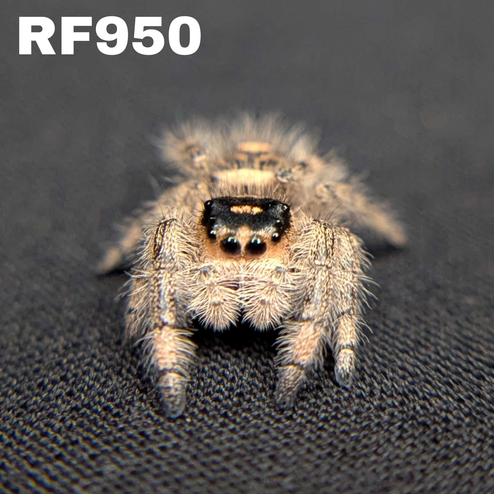 Regal Jumping Spider "Bubbles"
