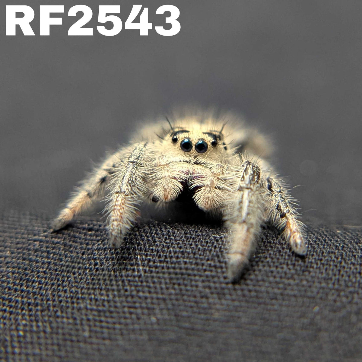 Regal Jumping Spider "Celaena"