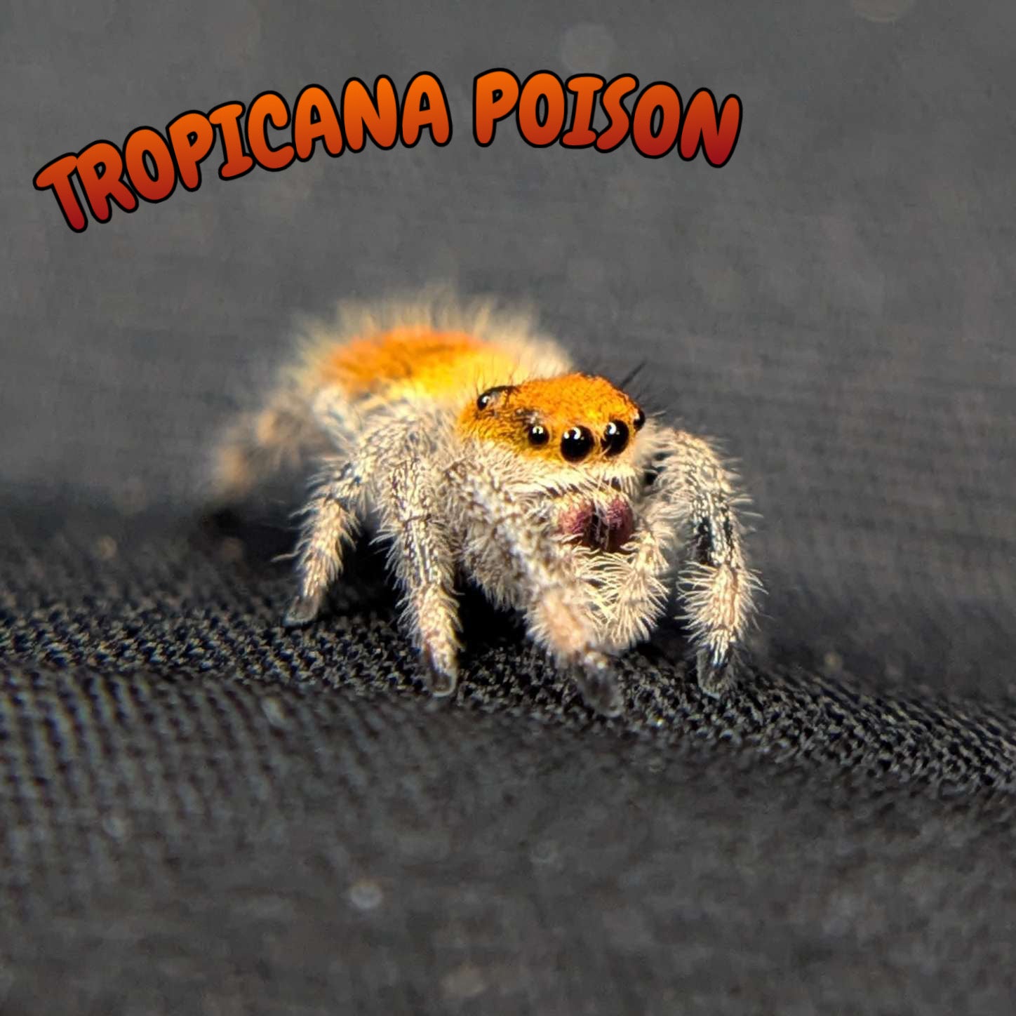 Regal Jumping Spider “Tropicana Poison”