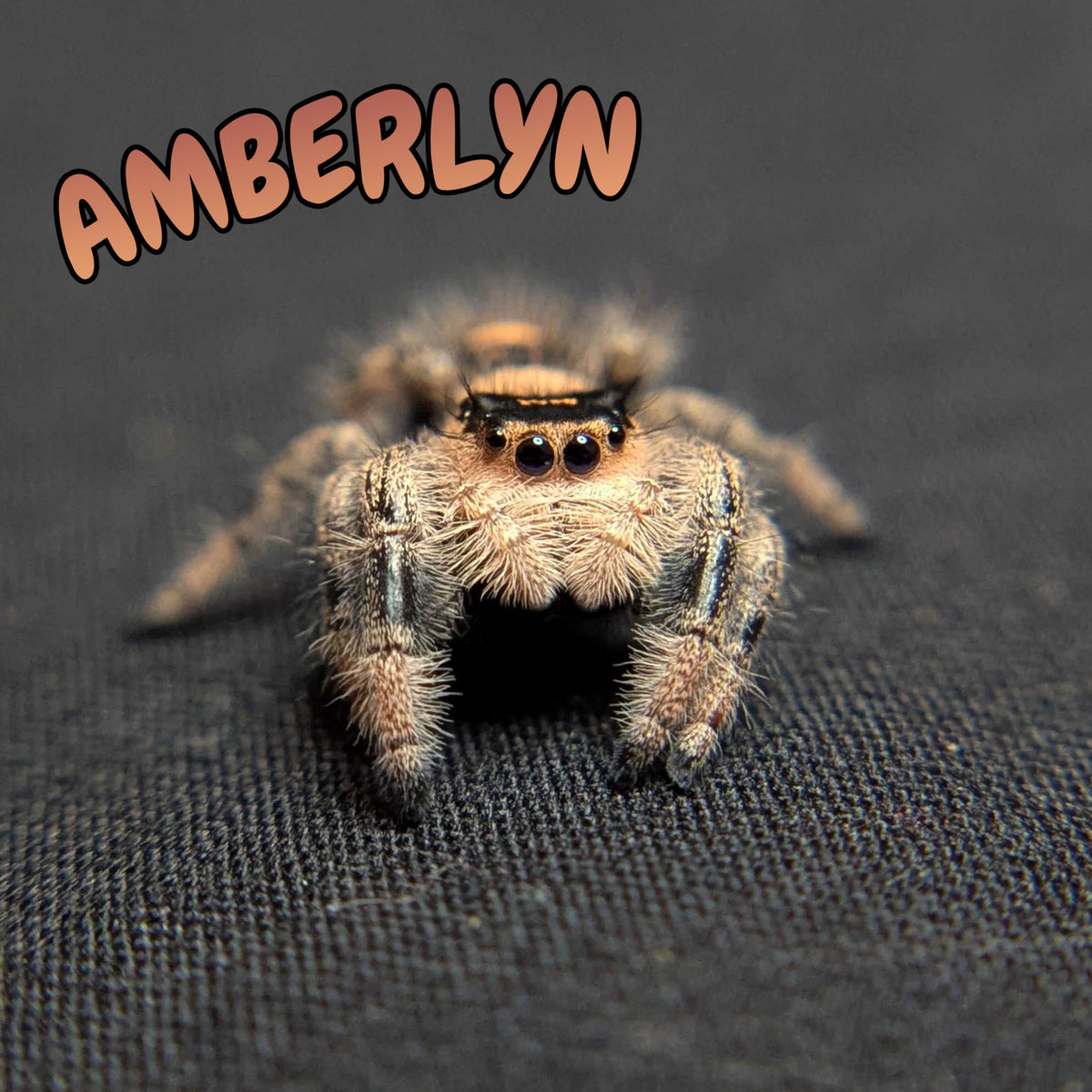 Regal Jumping Spider “Amberlyn”