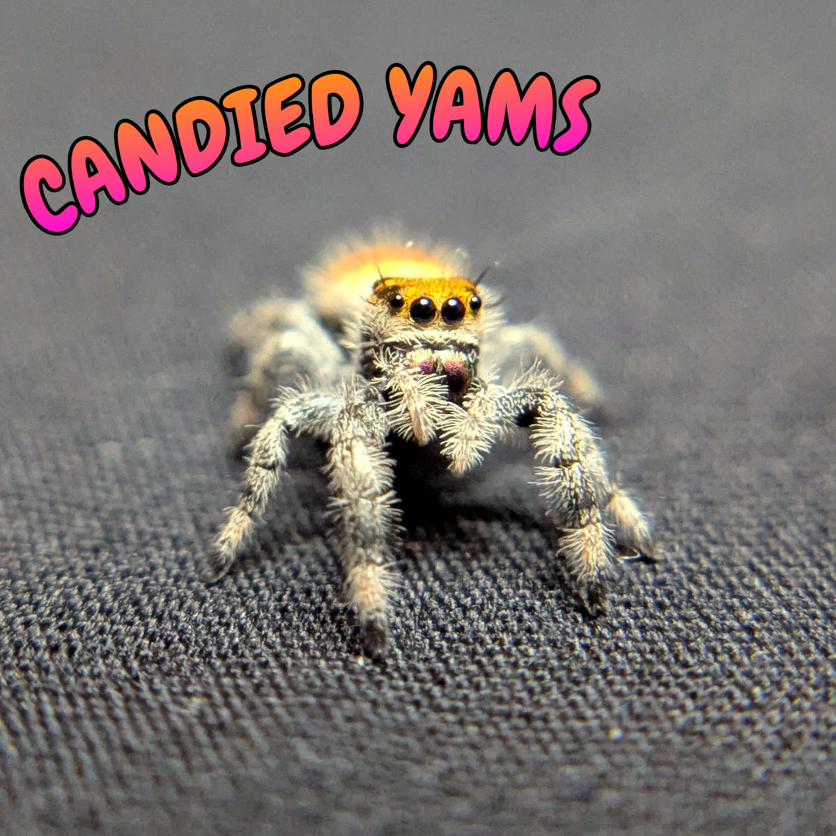 Regal Jumping Spider “Candied Yams”