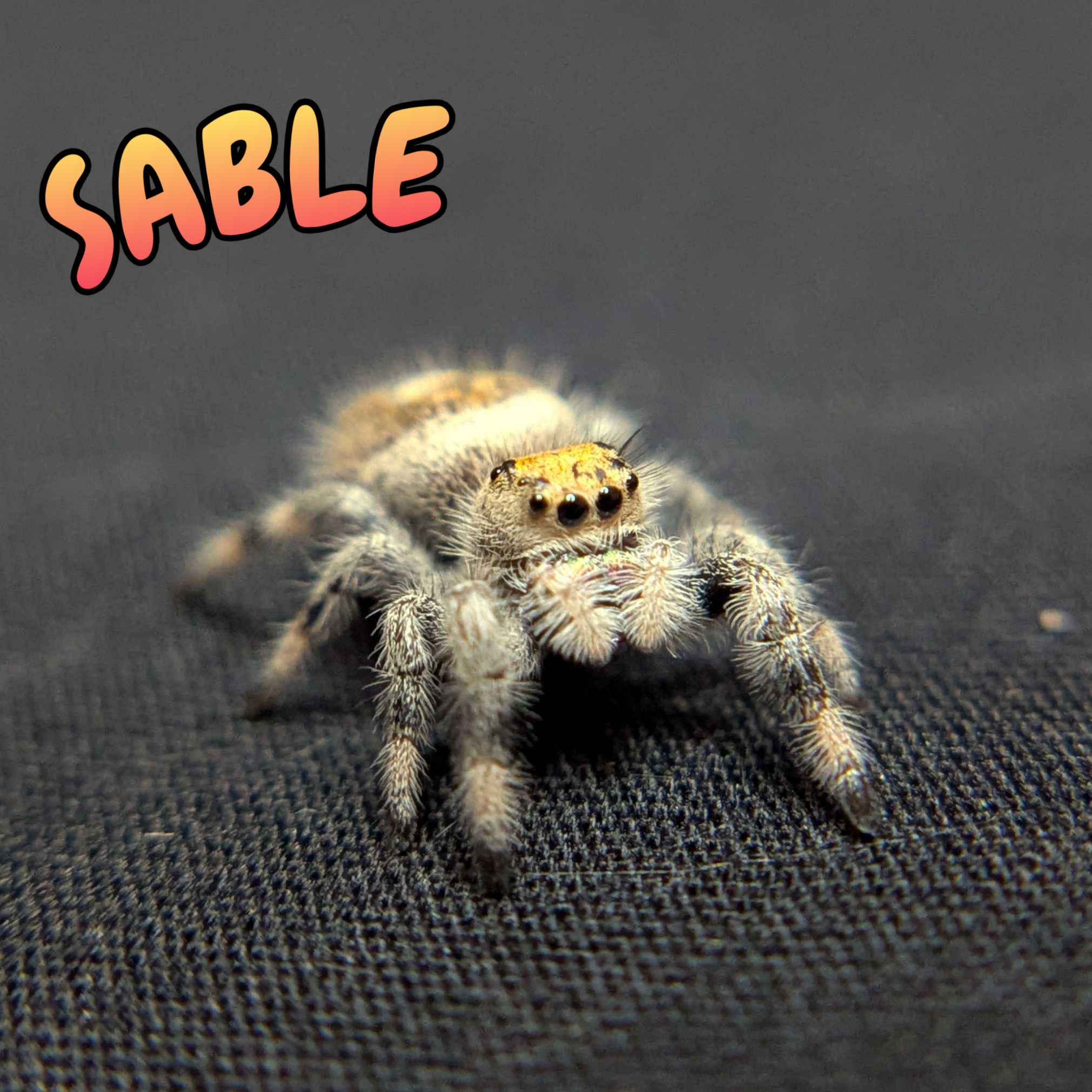 Regal Jumping Spider “Sable”