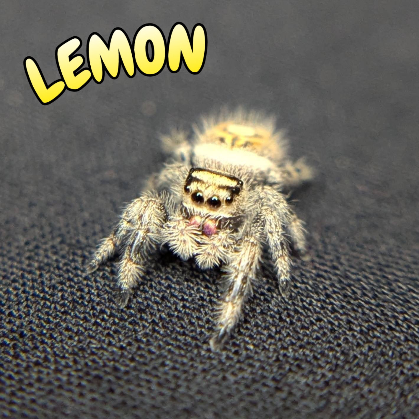 Regal Jumping Spider "Lemon"