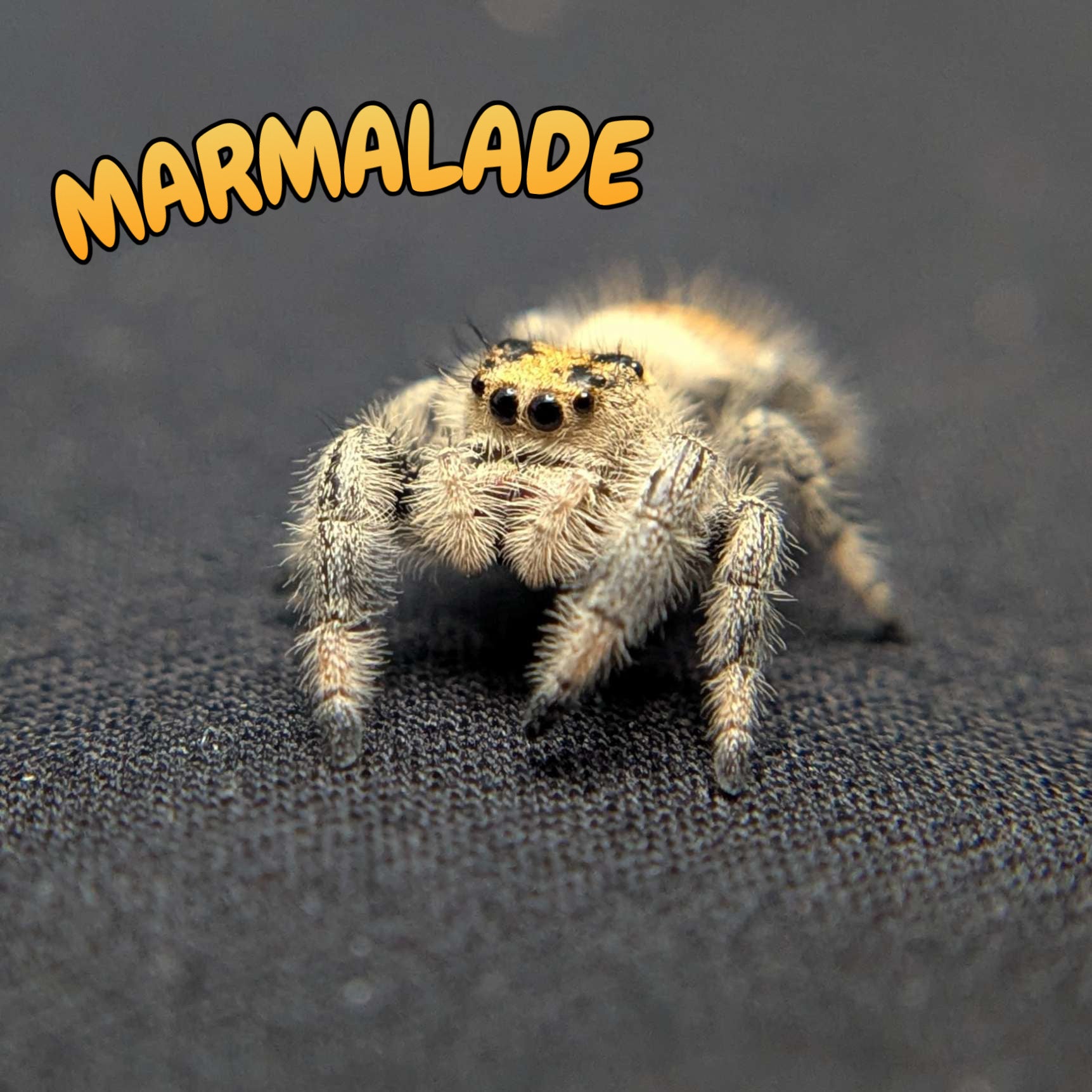 Regal Jumping Spider "Marmalade"