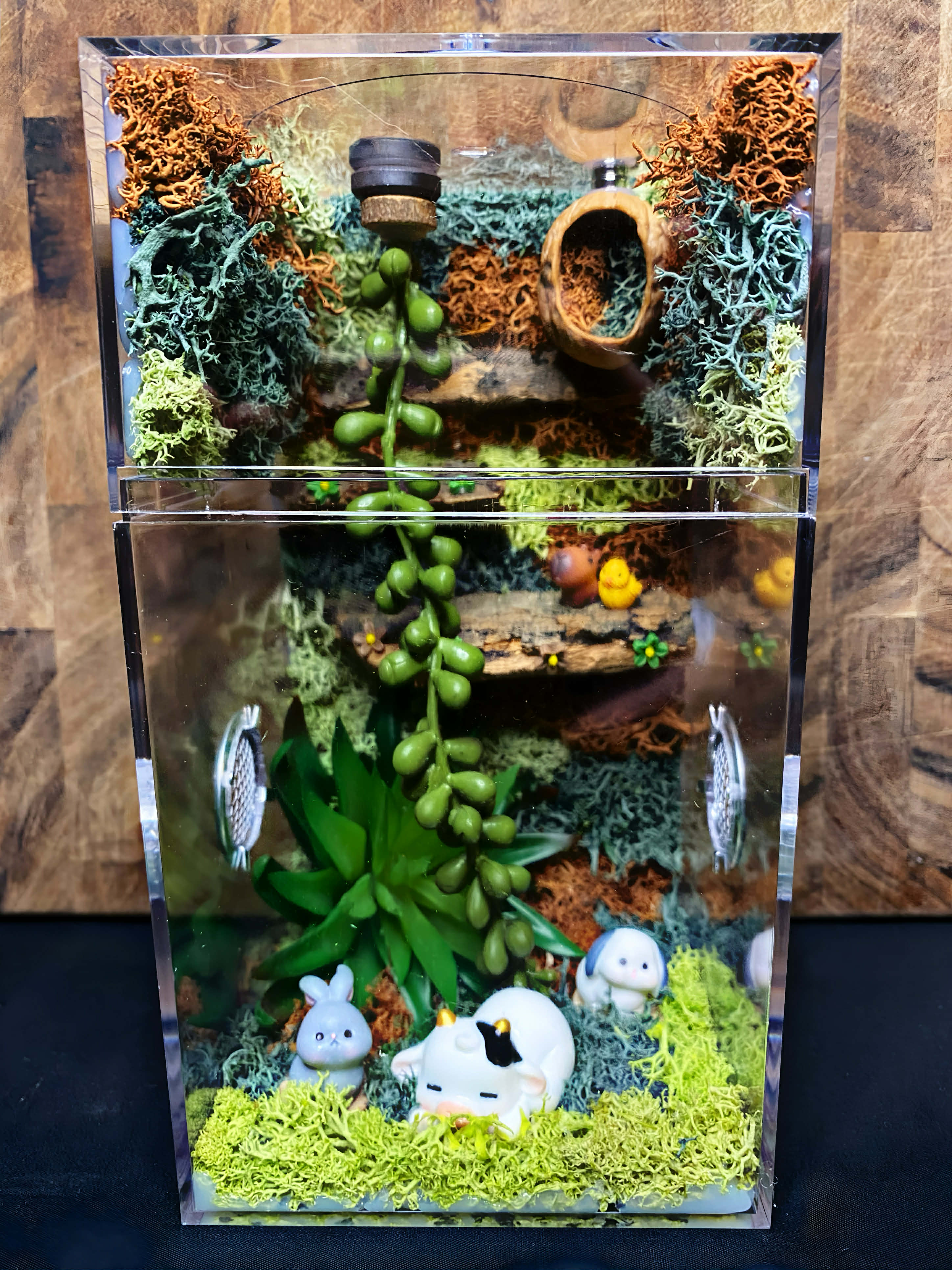 Custom Jumping Spider Enclosure