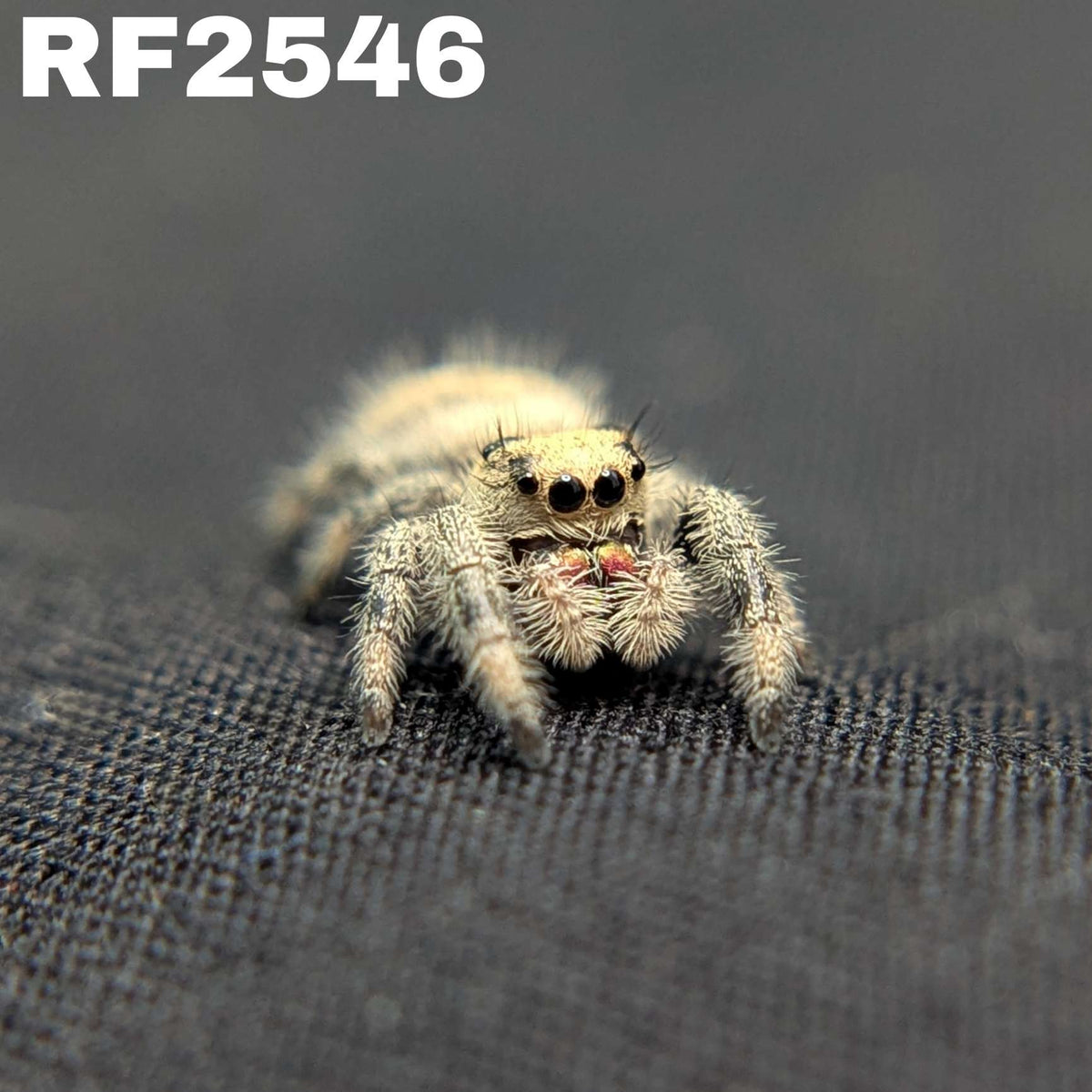Regal Jumping Spider “Cereal Milk”