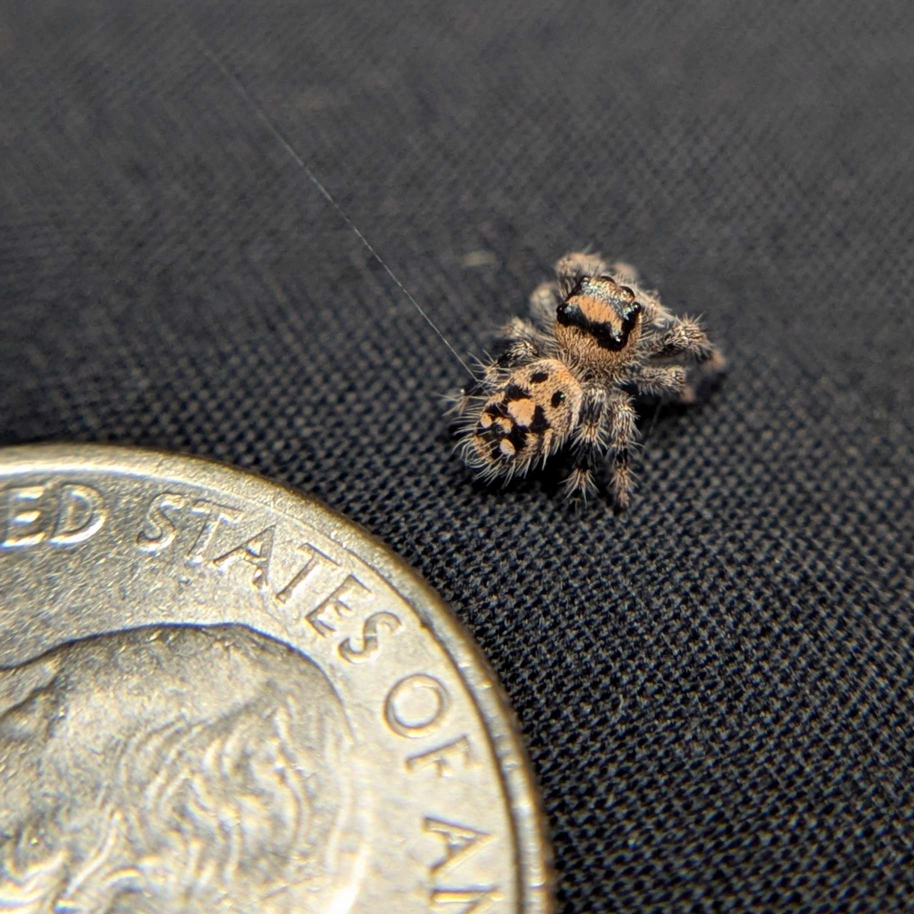 Regal Jumping Spider "Bambi"