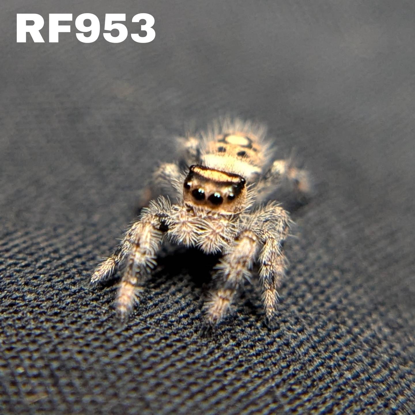 Regal Jumping Spider "Bambi"