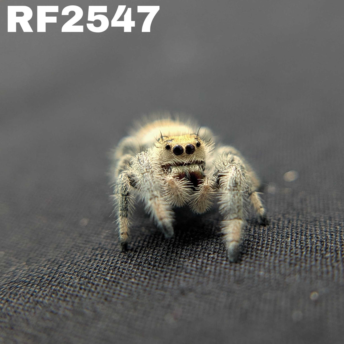 Regal Jumping Spider "Confetti"