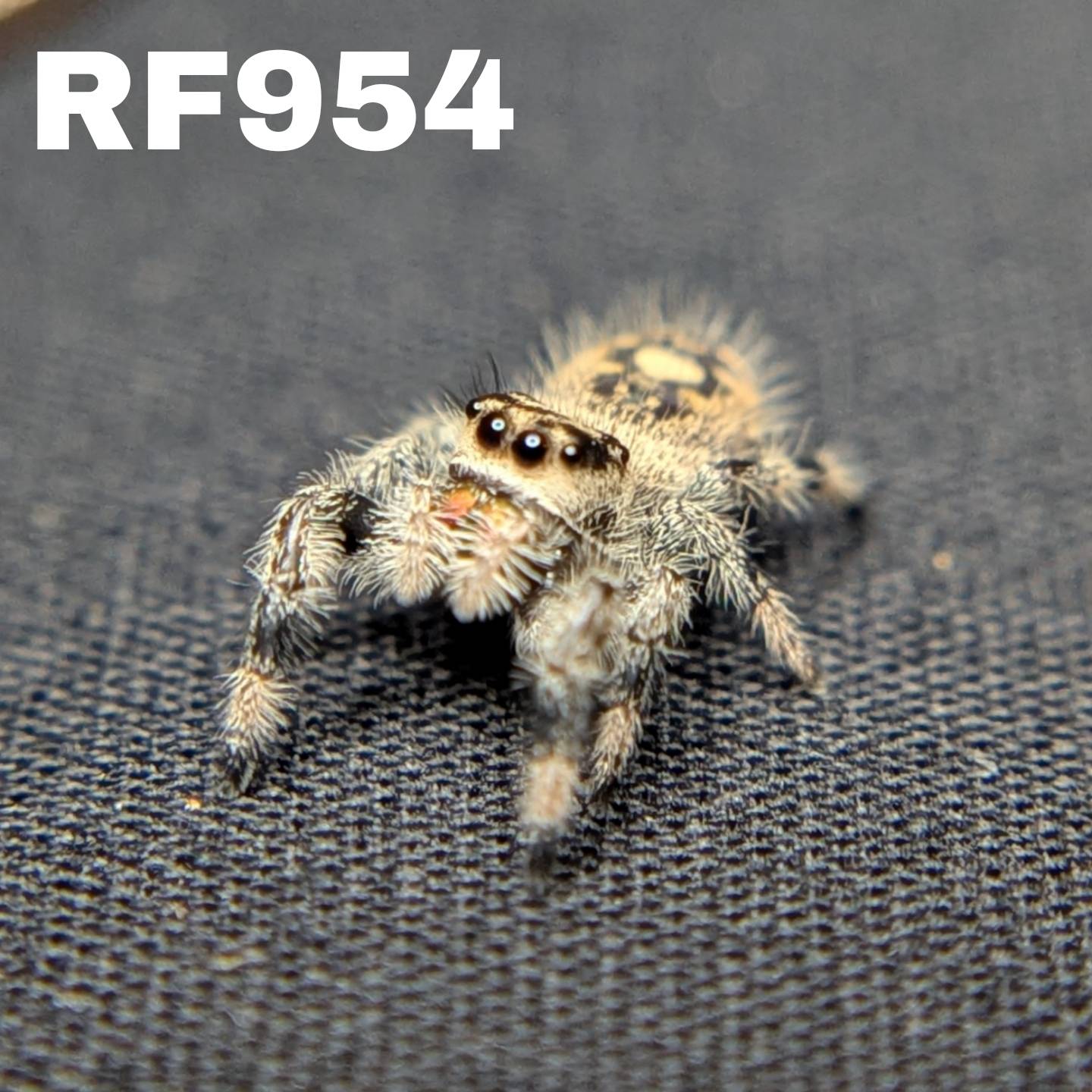 Regal Jumping Spider “Nova”