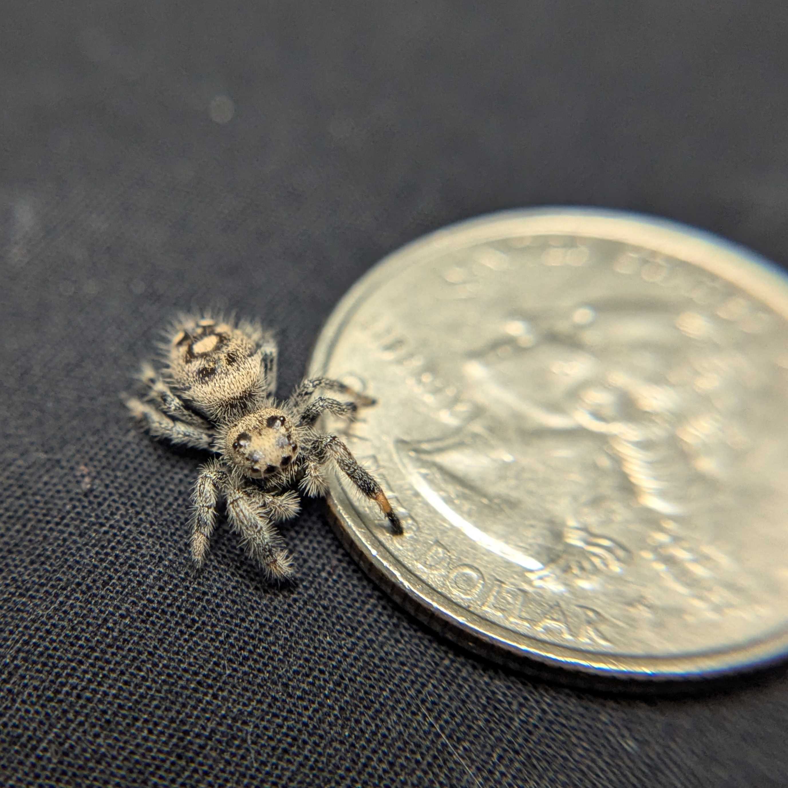 Regal Jumping Spider “Cake Batter”