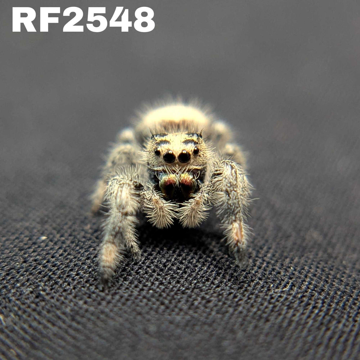 Regal Jumping Spider “Cake Batter”