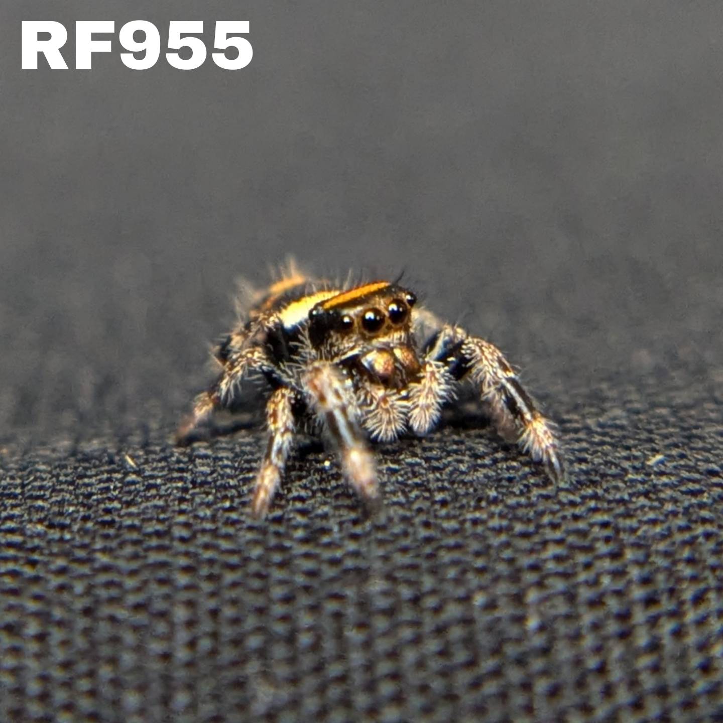 Regal Jumping Spider "Blood Orange"