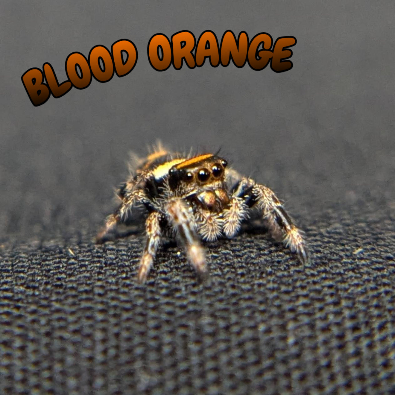 Regal Jumping Spider "Blood Orange"