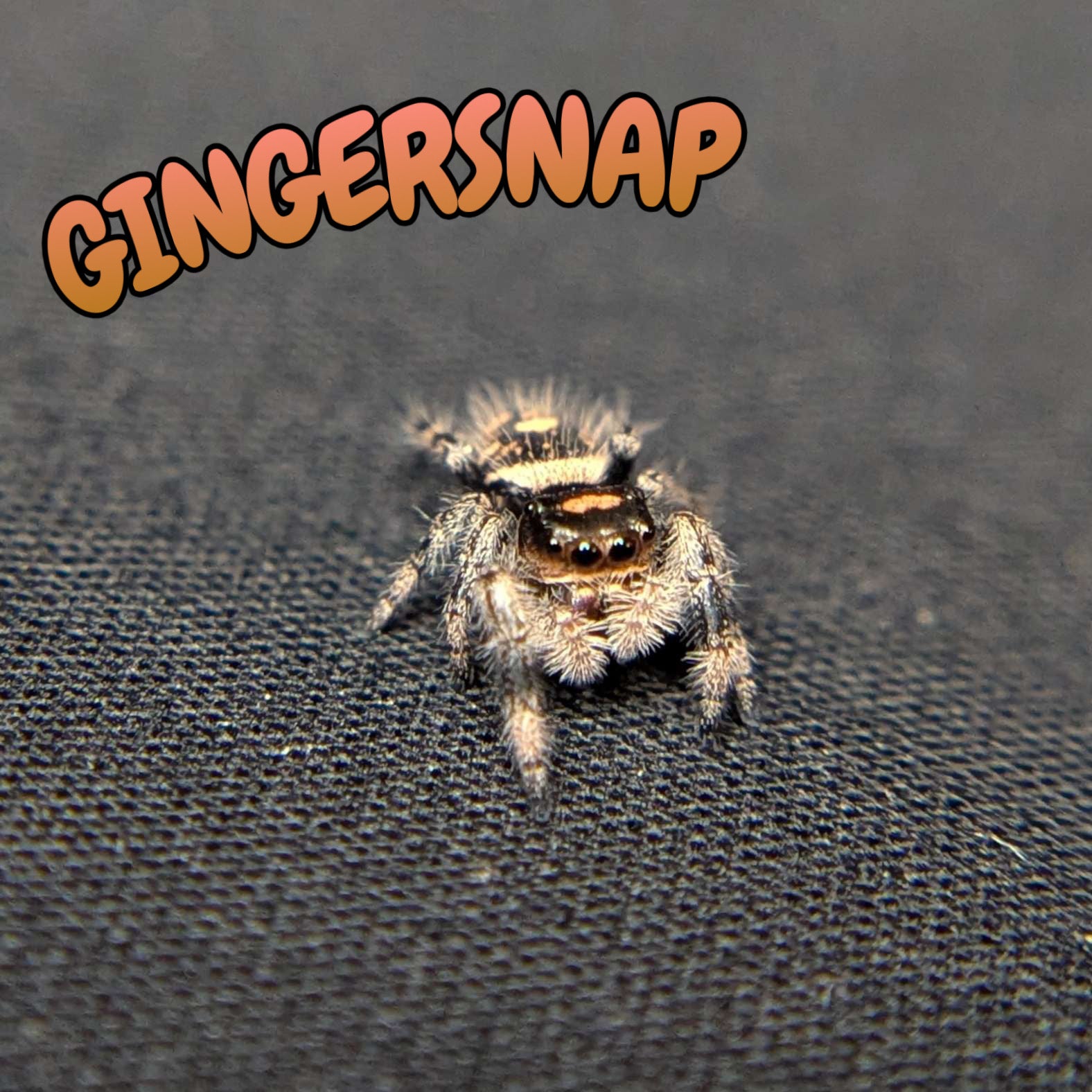 Regal Jumping Spider "Gingersnap"