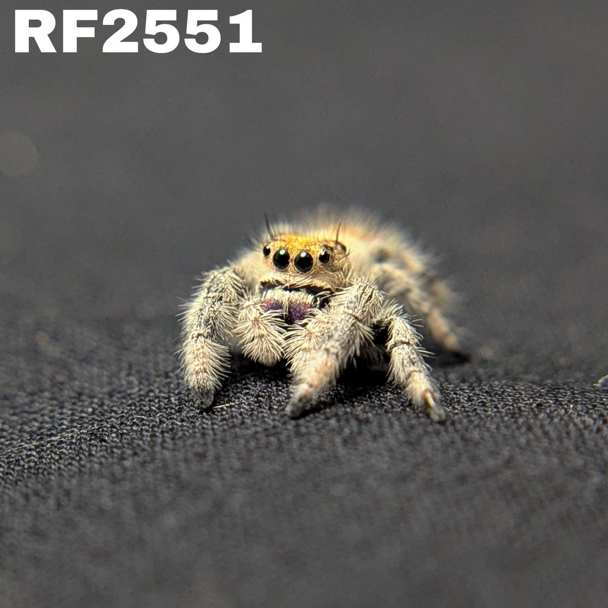 Regal Jumping Spider "Lunaria"