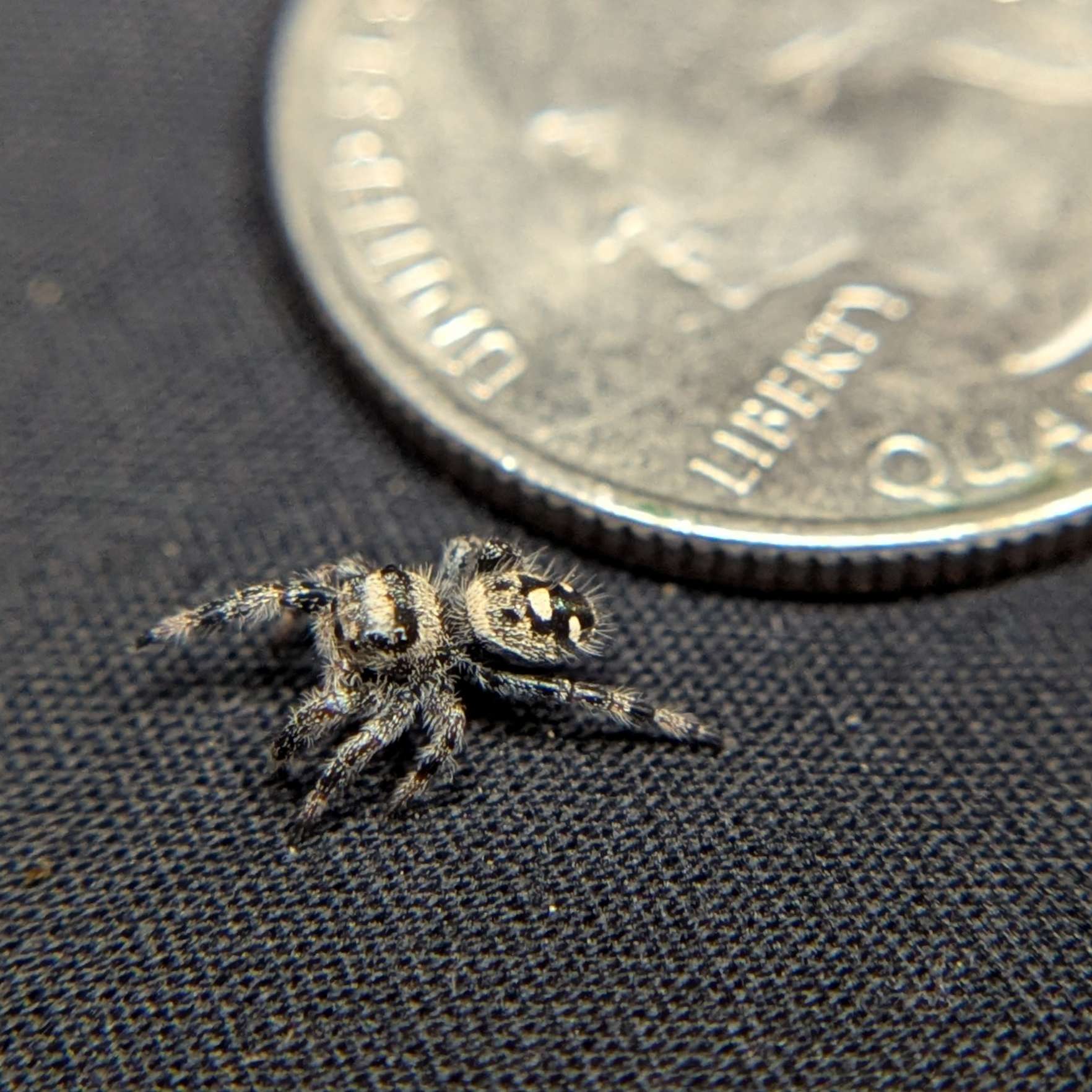Regal Jumping Spider "Peanut"