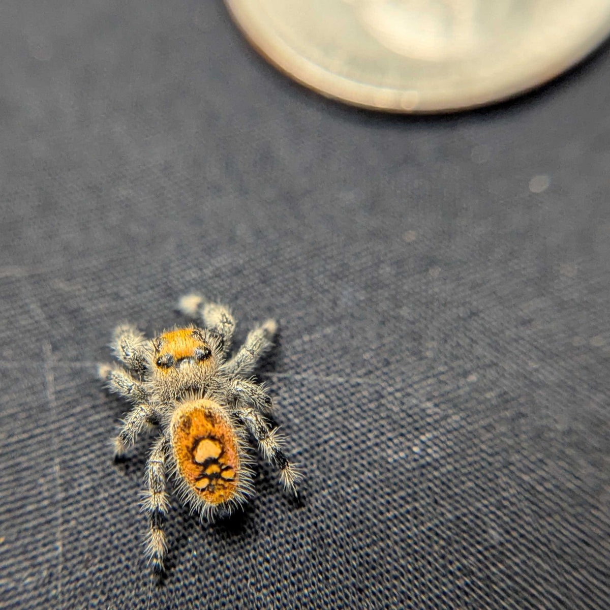 Regal Jumping Spider "Radiante"