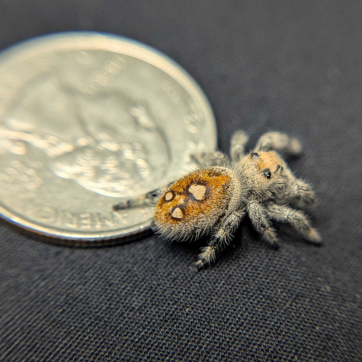Regal Jumping Spider “Pineapple Express”