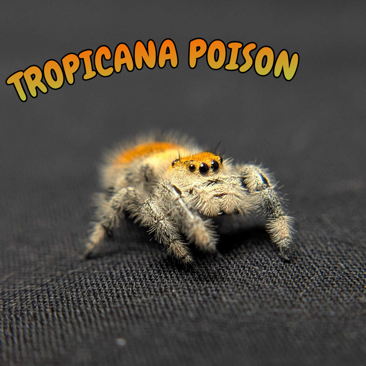 Regal Jumping Spider “Tropicana Poison”