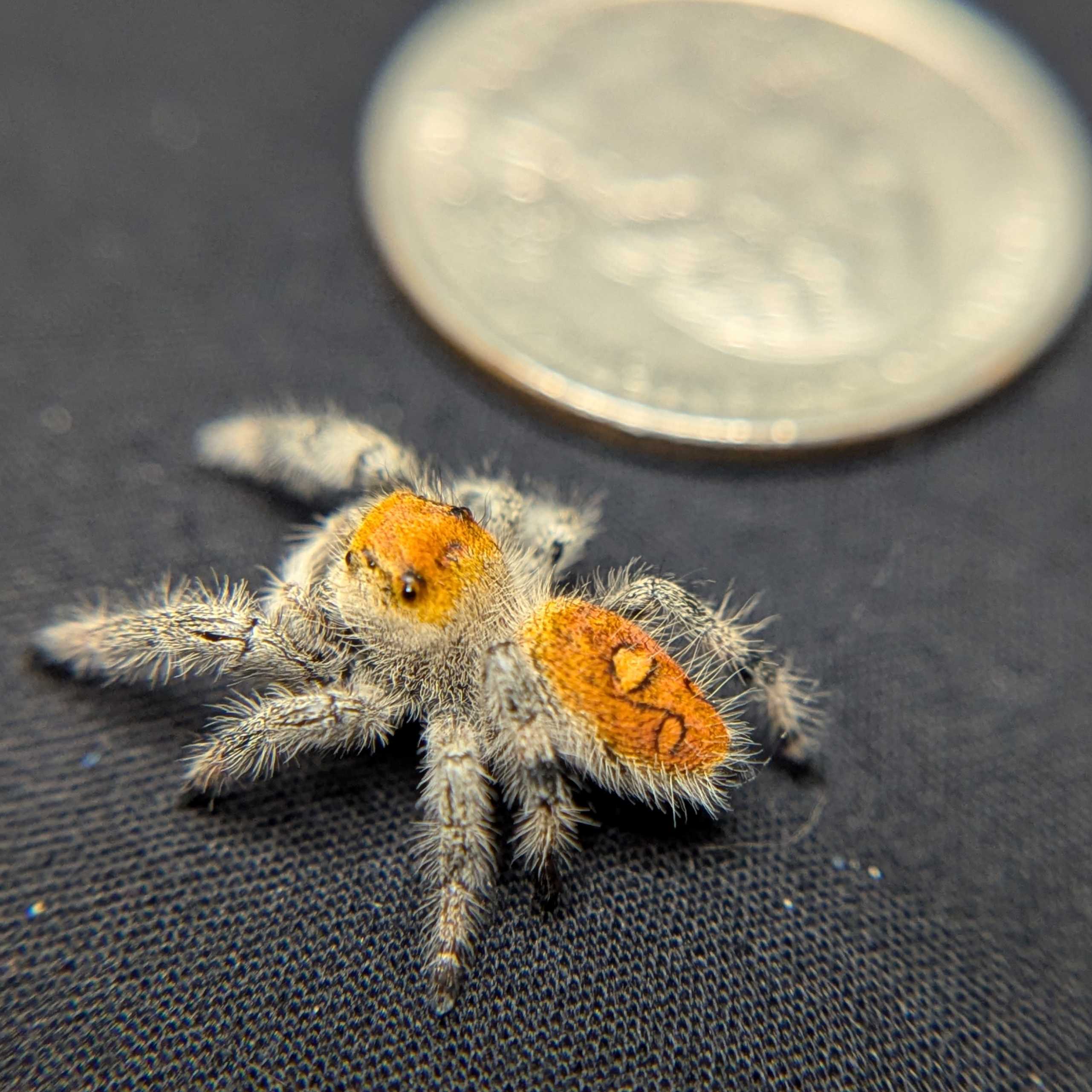 Regal Jumping Spider “Fruity Pebbles”