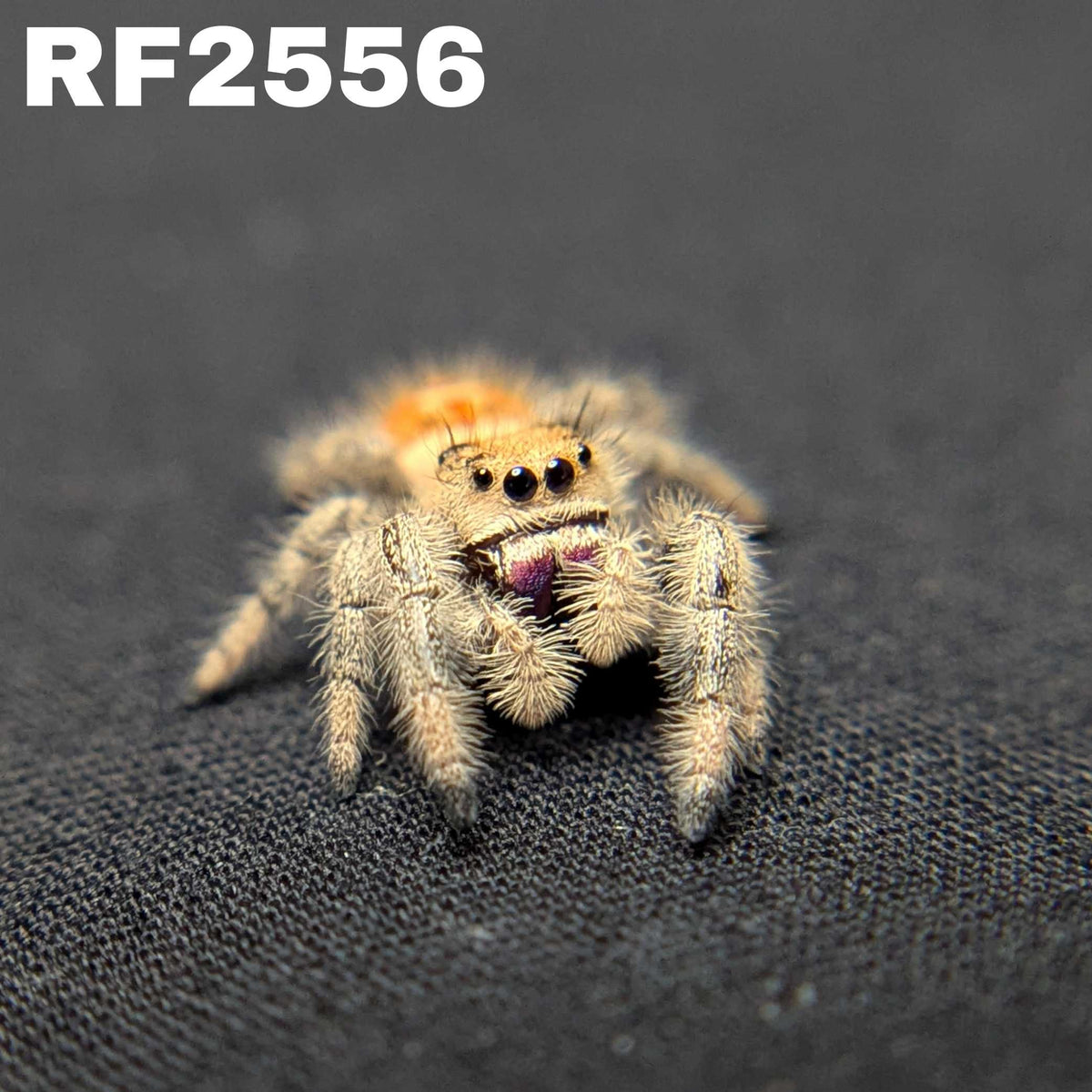 Regal Jumping Spider "Violet Blaze"
