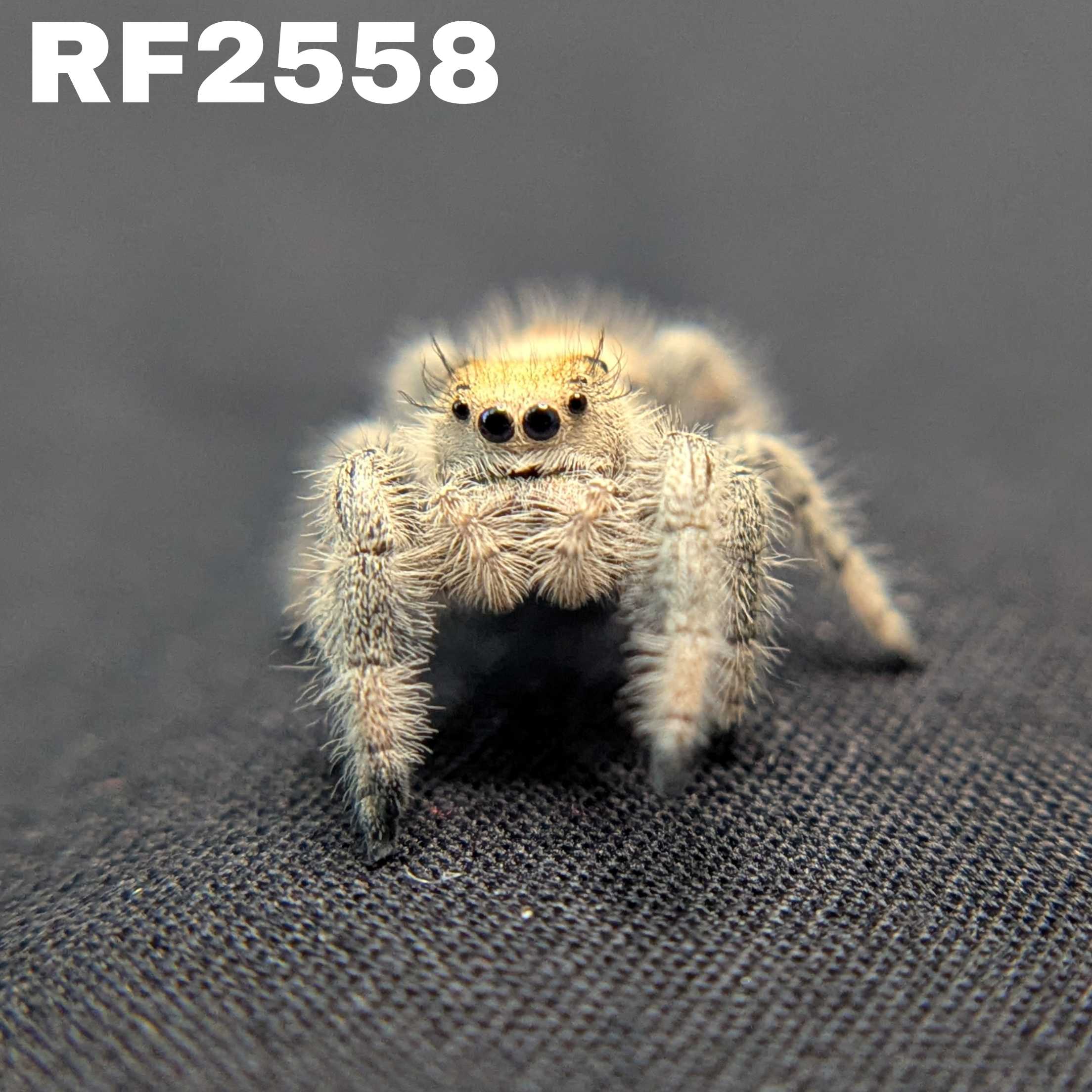Regal Jumping Spider “Fern”