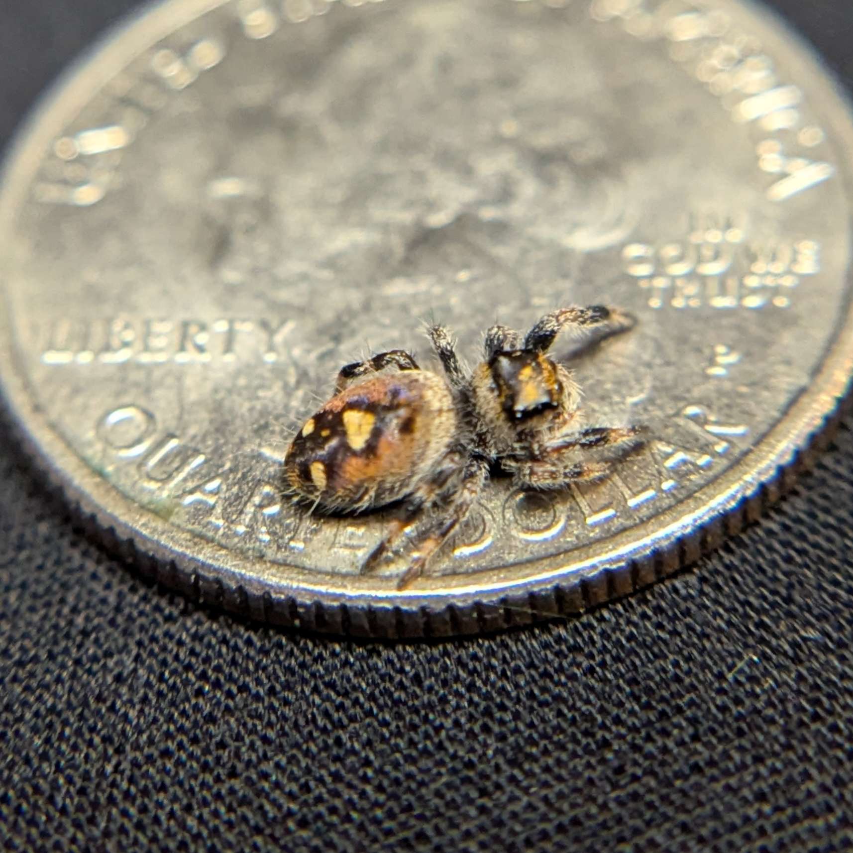 Regal Jumping Spider "Bell"