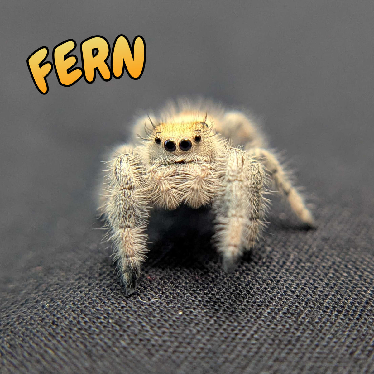 Regal Jumping Spider “Fern”