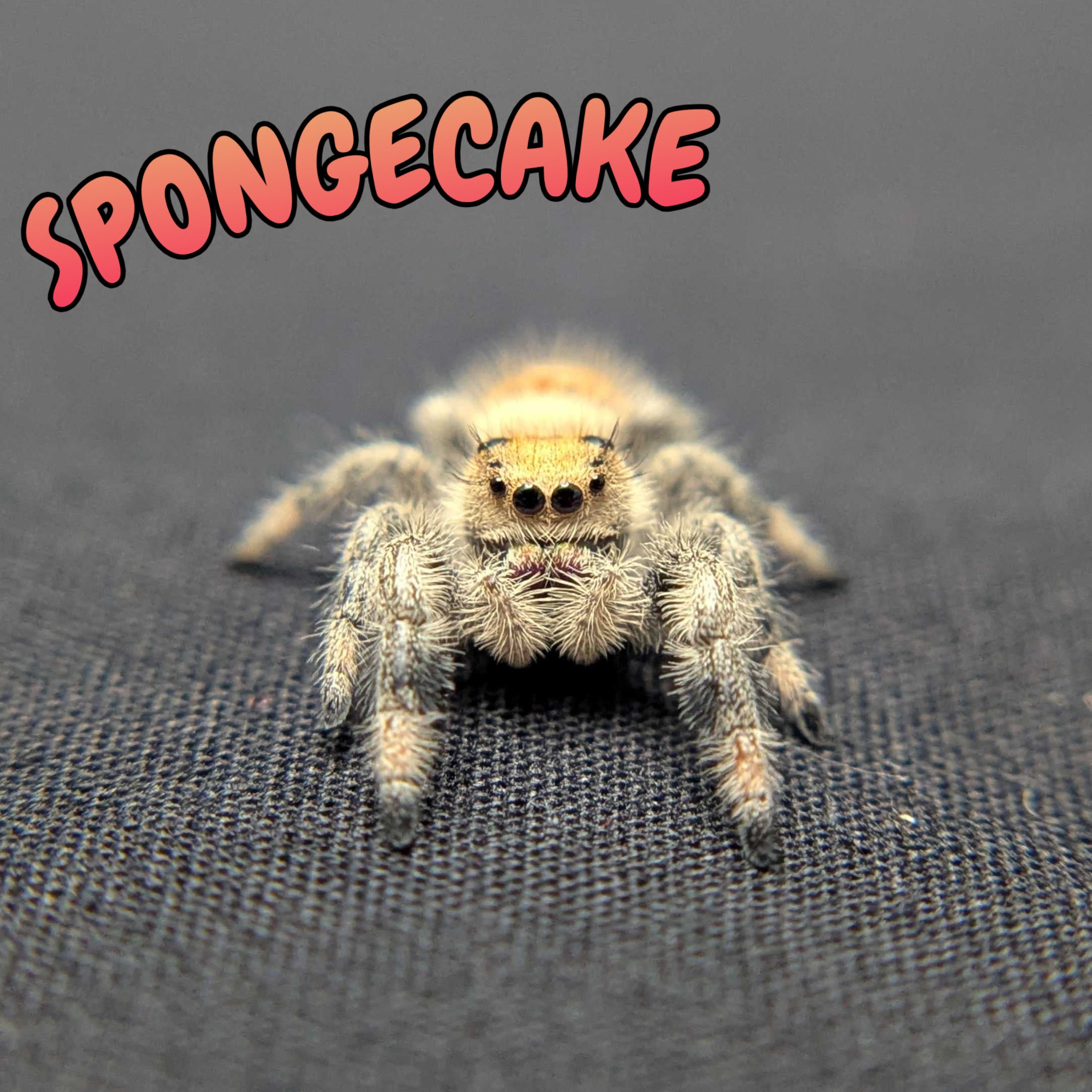 Regal Jumping Spider “Spongecake”