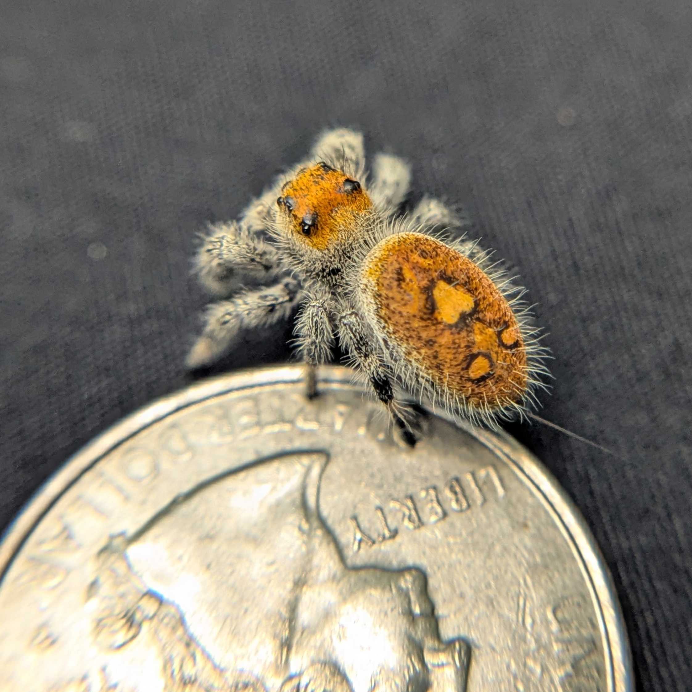 Regal Jumping Spider "Tart"