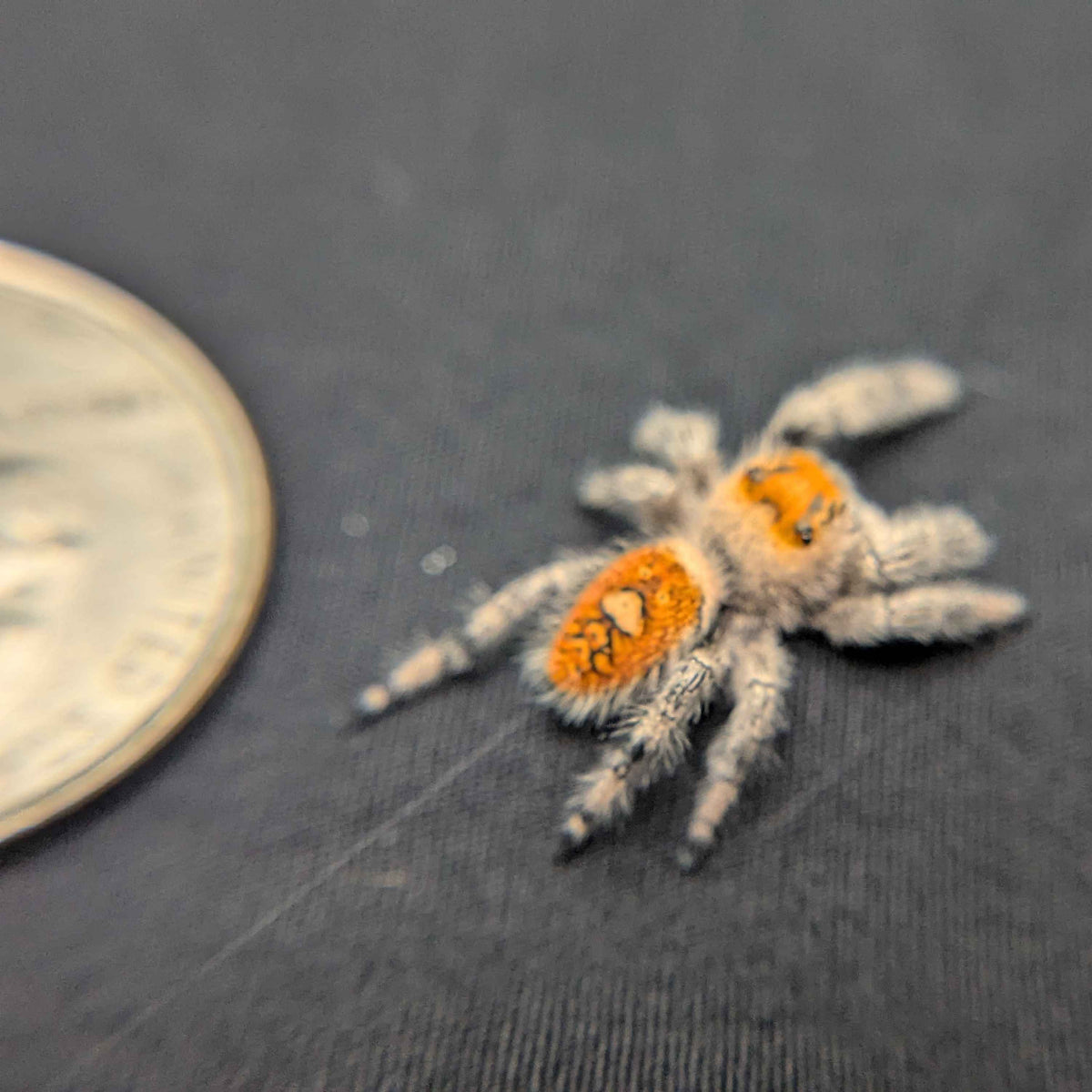 Regal Jumping Spider "Grape"