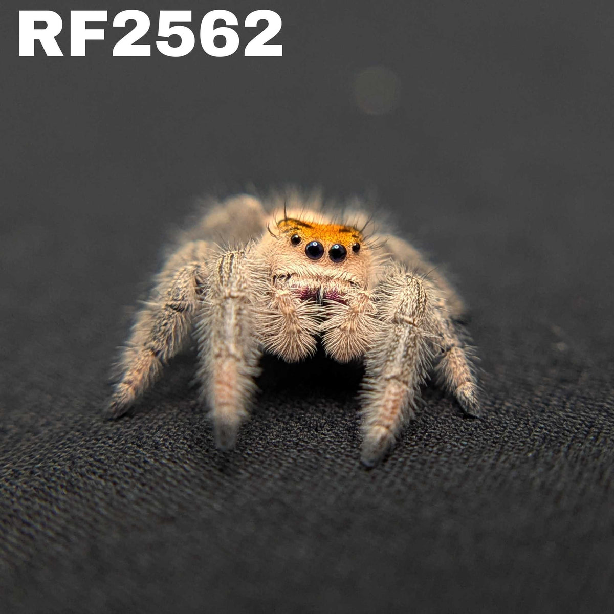 Regal Jumping Spider "Grape"