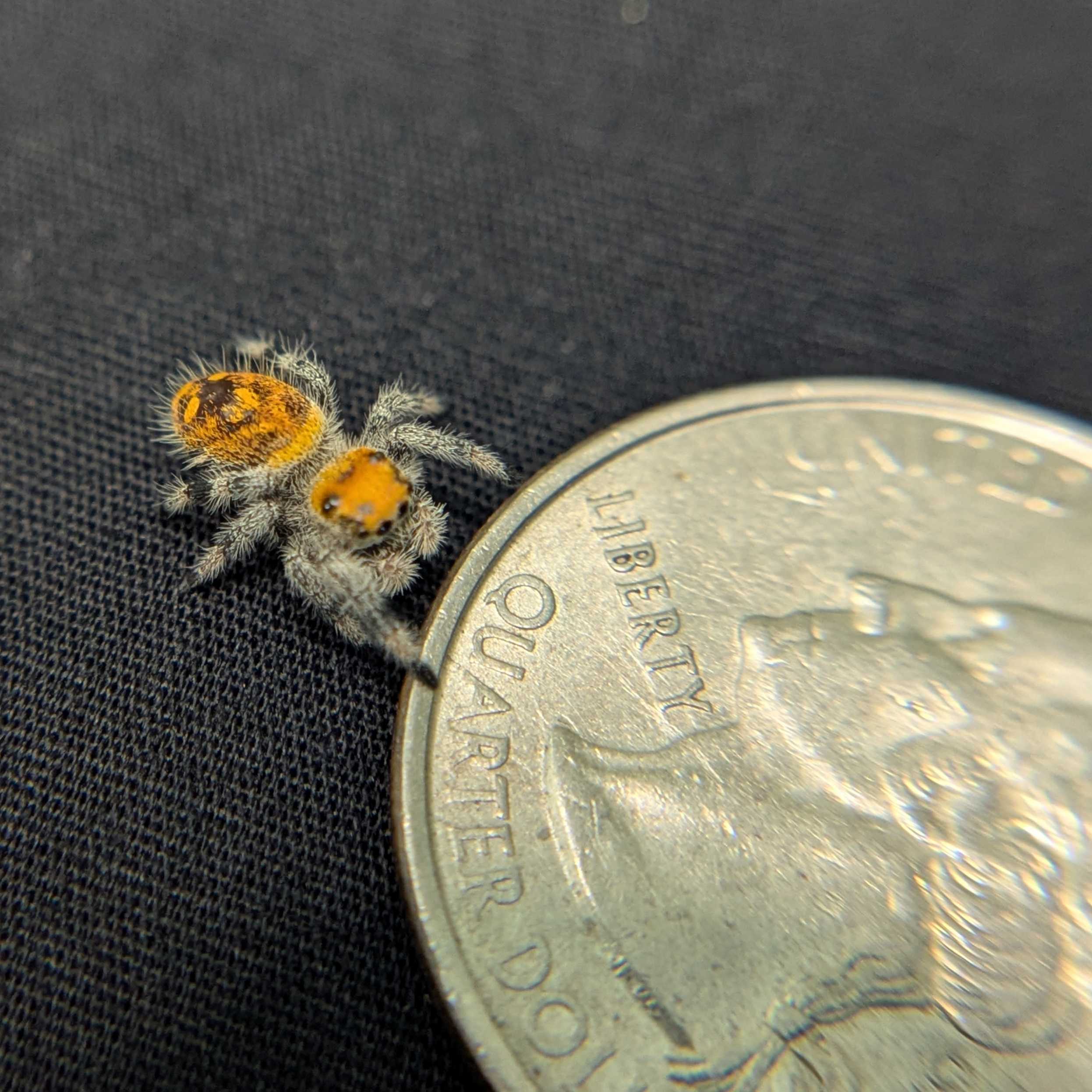 Regal Jumping Spider "Tomato"