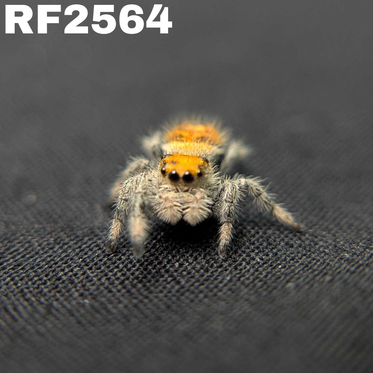 Regal Jumping Spider "Tomato"