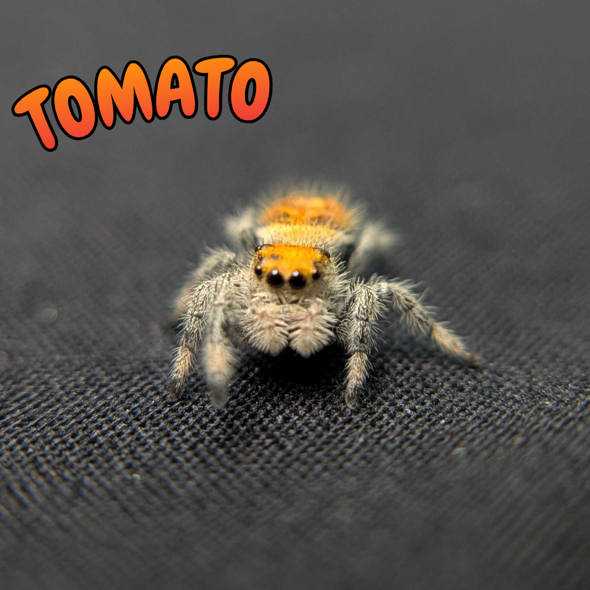 Regal Jumping Spider "Tomato"