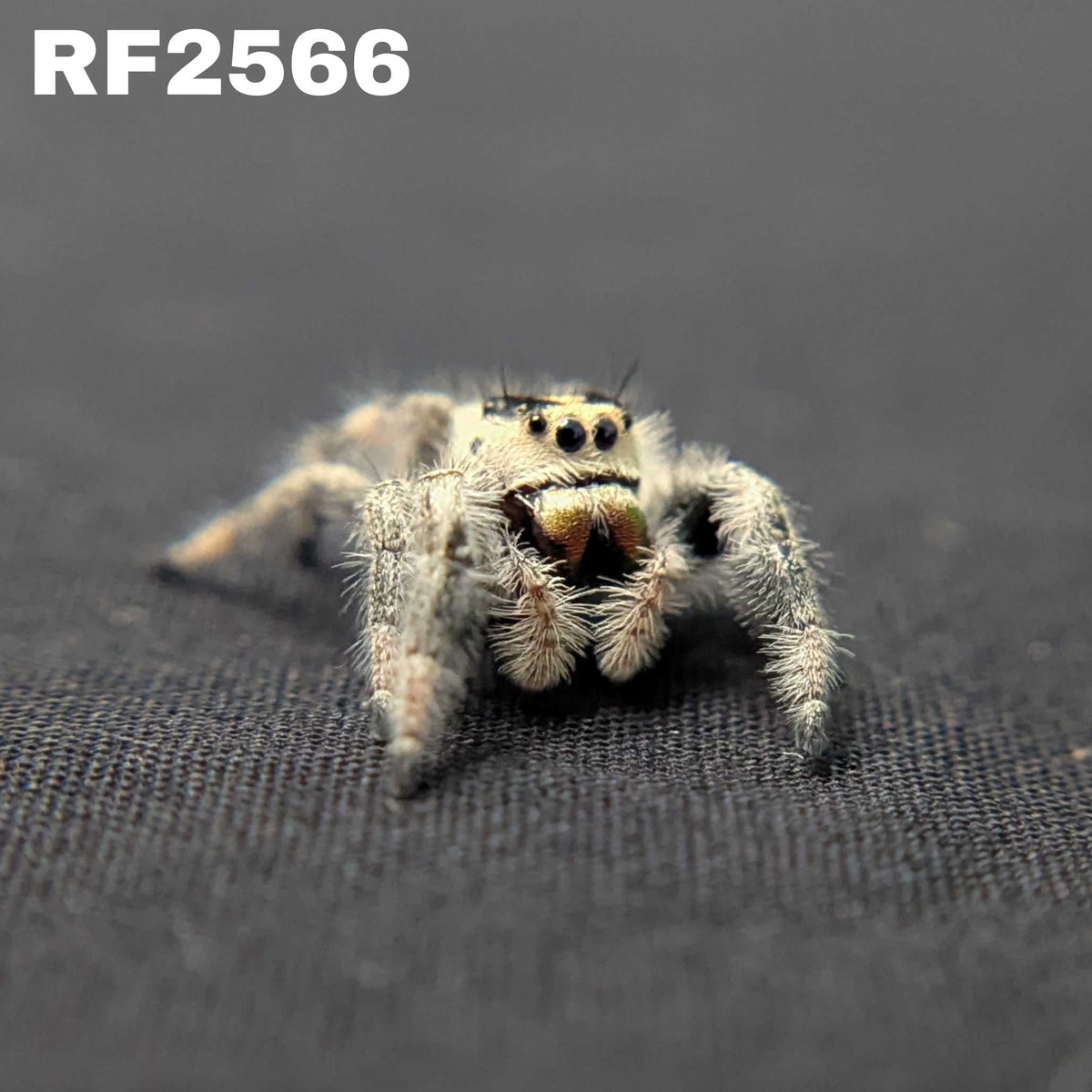 Regal Jumping Spider "Espresso"