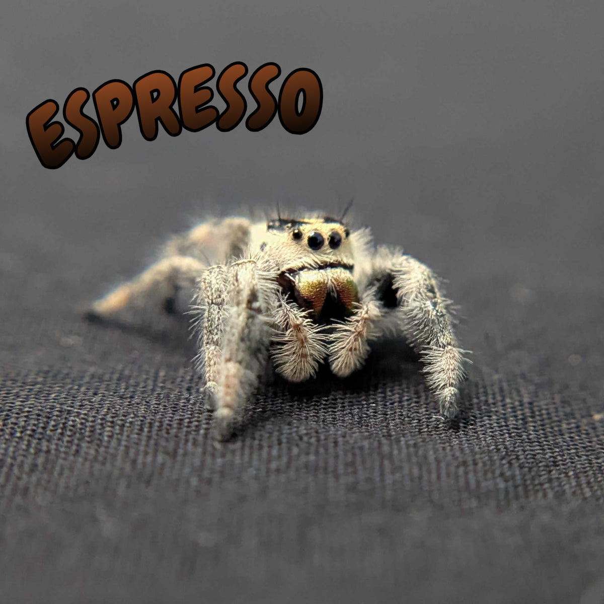 Regal Jumping Spider "Espresso"