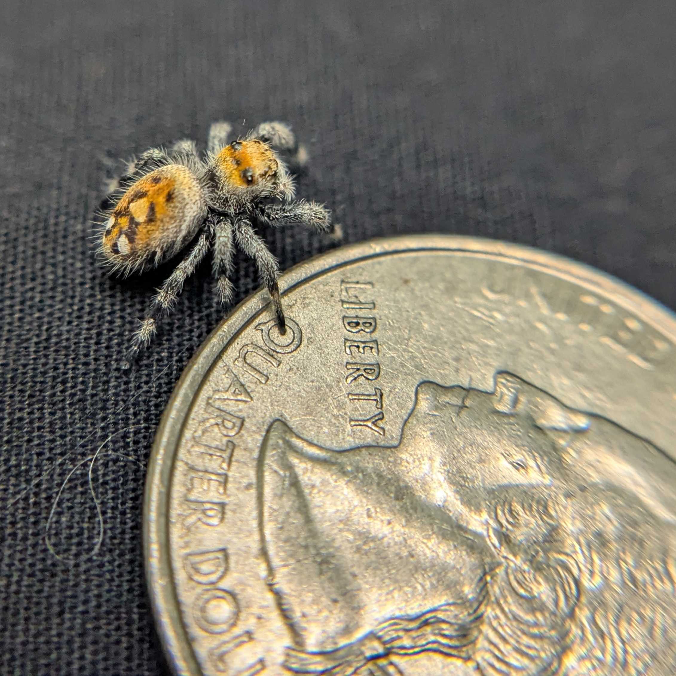 Regal Jumping Spider “Spice”