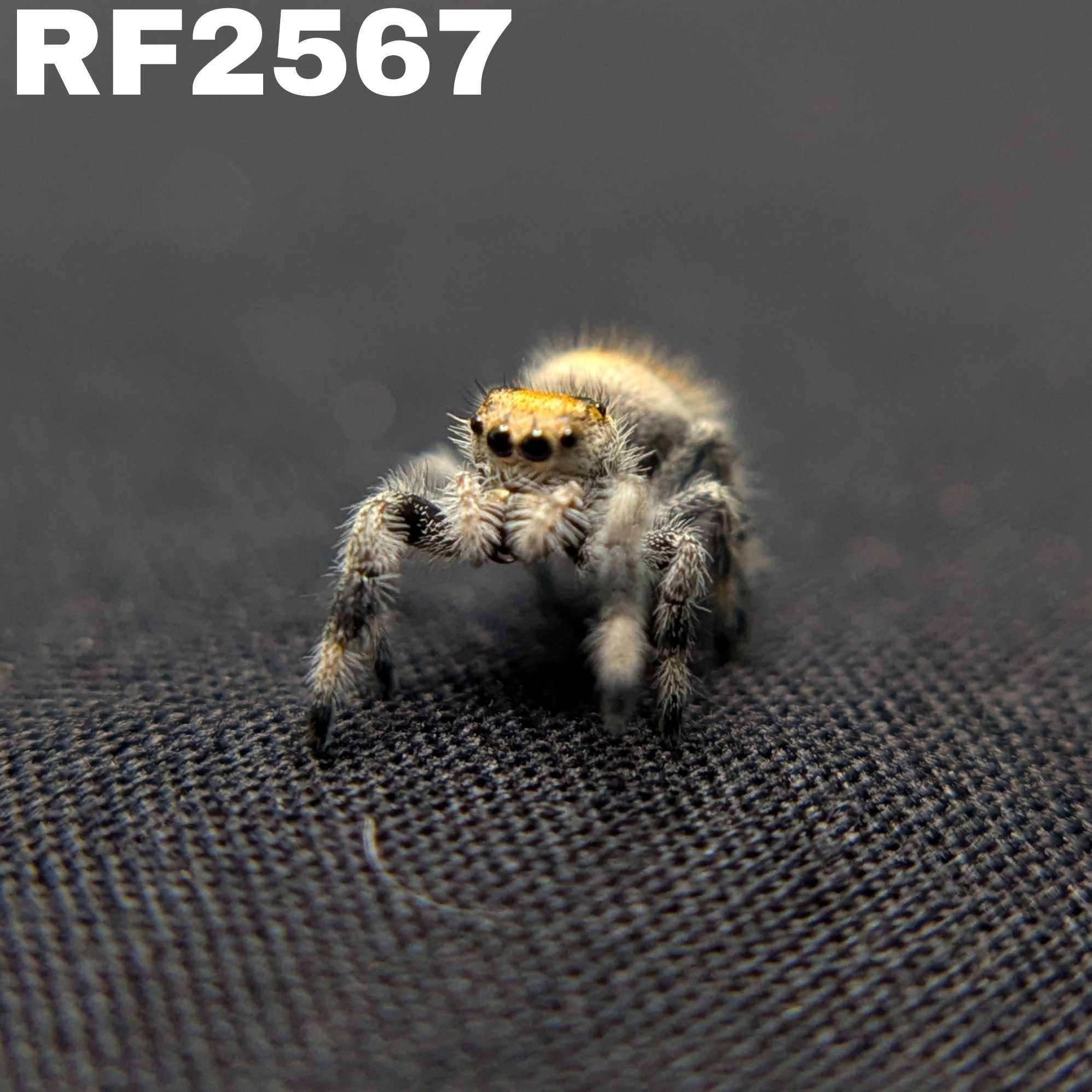 Regal Jumping Spider “Spice”