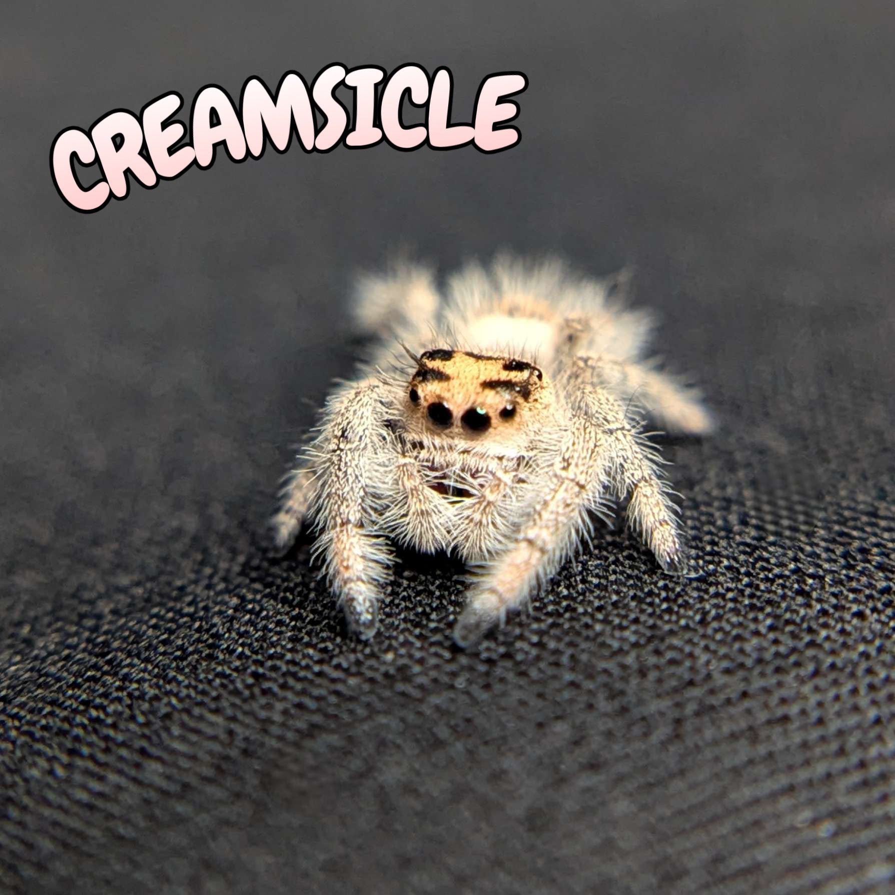 Regal Jumping Spider "Creamsicle"